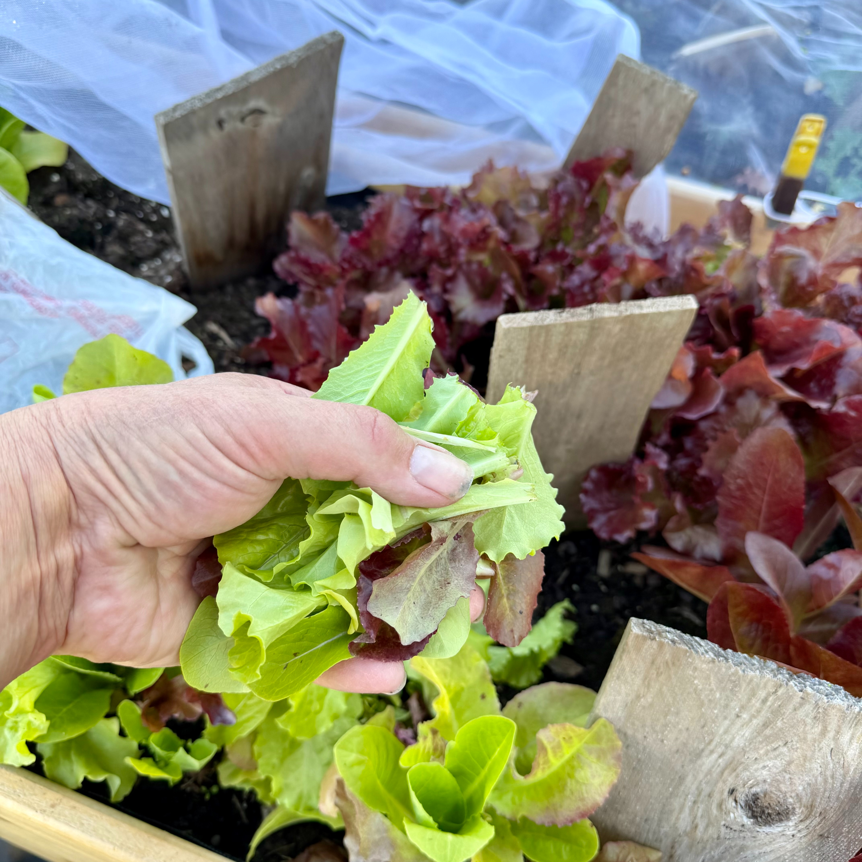 Harvesting Lettuce From the 2026 Garden, Planting peppers, Cukes, and Squash episode artwork
