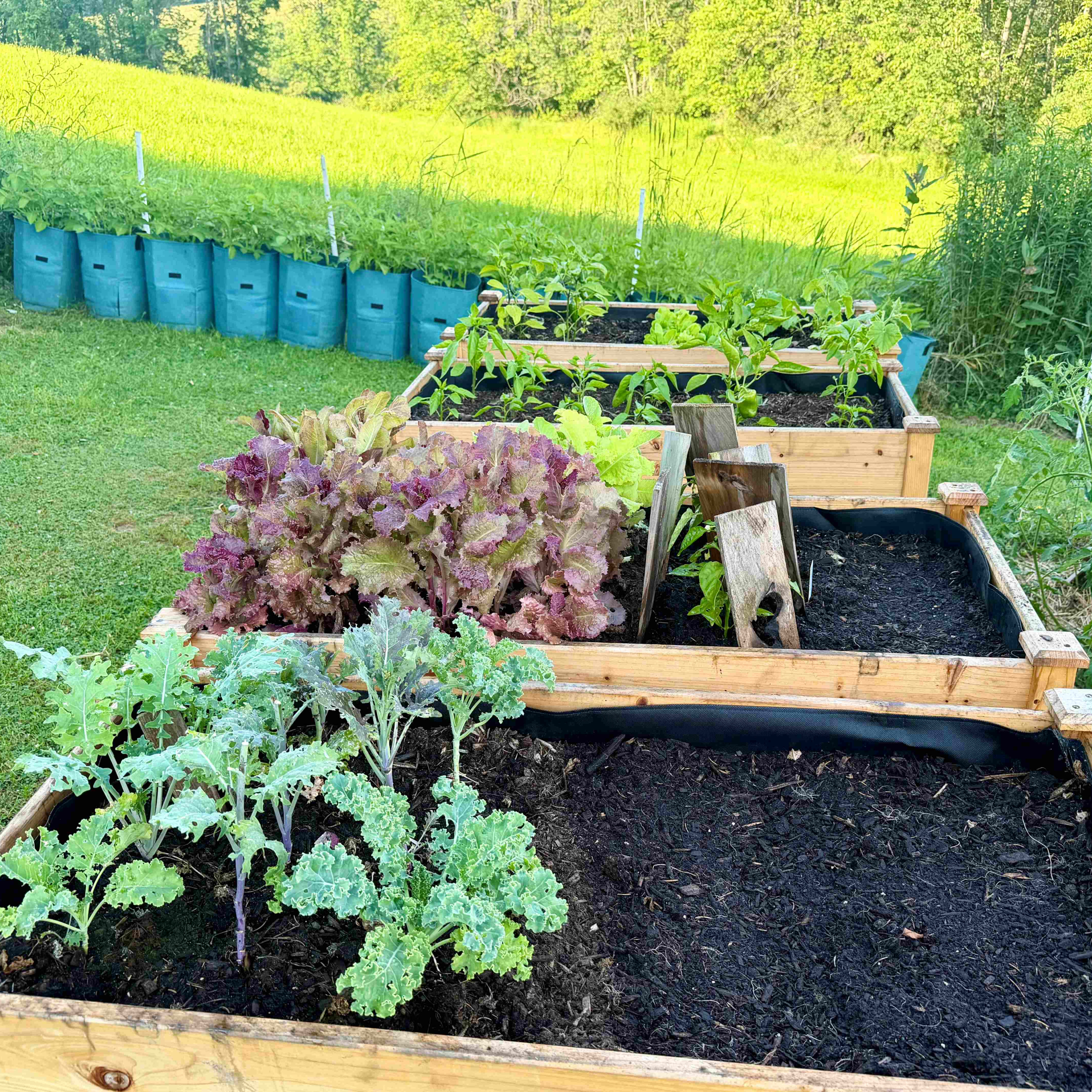 Snap Peas, Succession Planting, and Mid-July Garden Update episode artwork