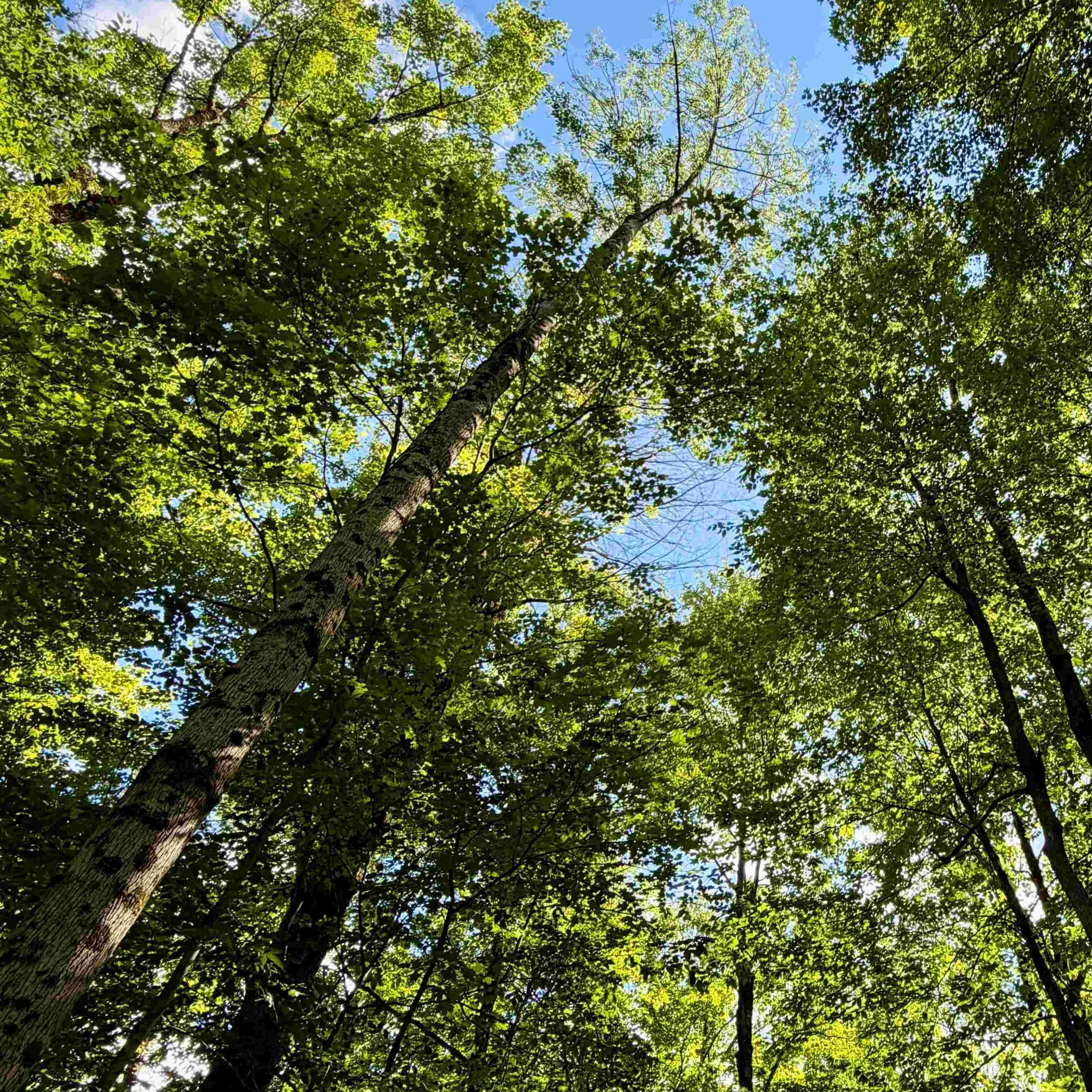 POV Mountain Biking Footage Historic Corbin Cemetery and Seasonal Roads in Chenango County, NY episode artwork