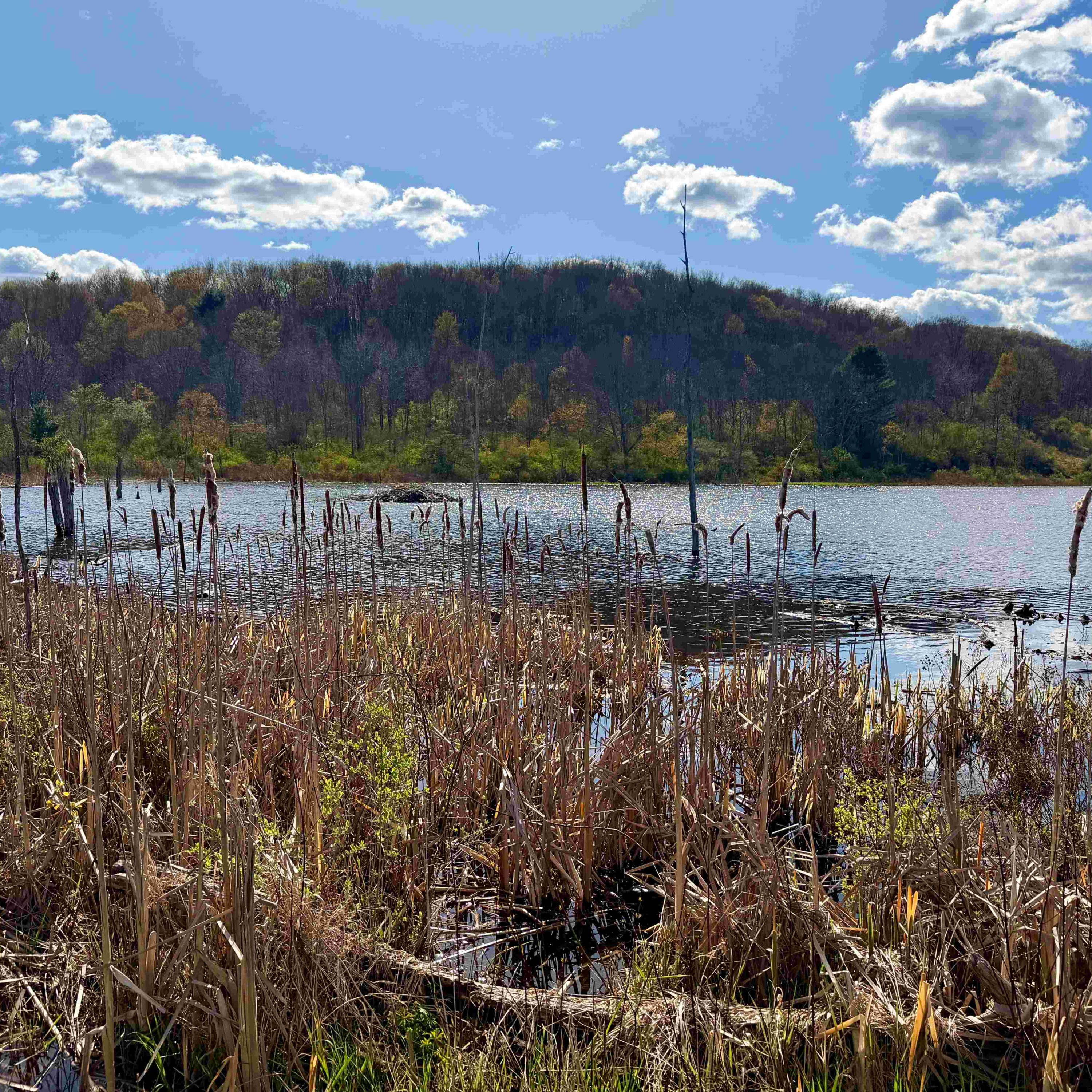 POV Mountain Bike Footage From Ken Stead Road in Chenango County, NY episode artwork