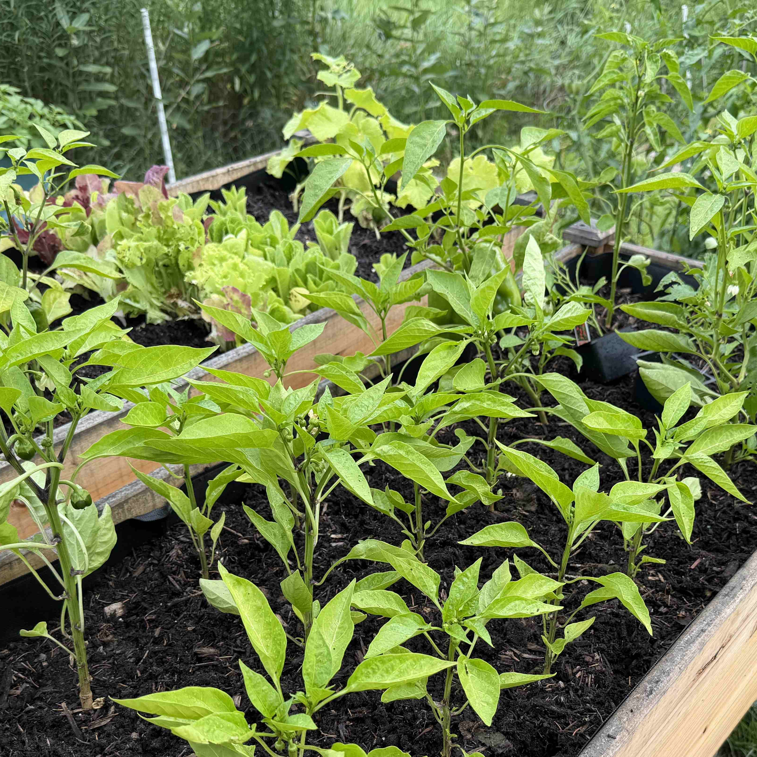 The Garden Continues to Produce; Planting Beans and More Lettuce episode artwork