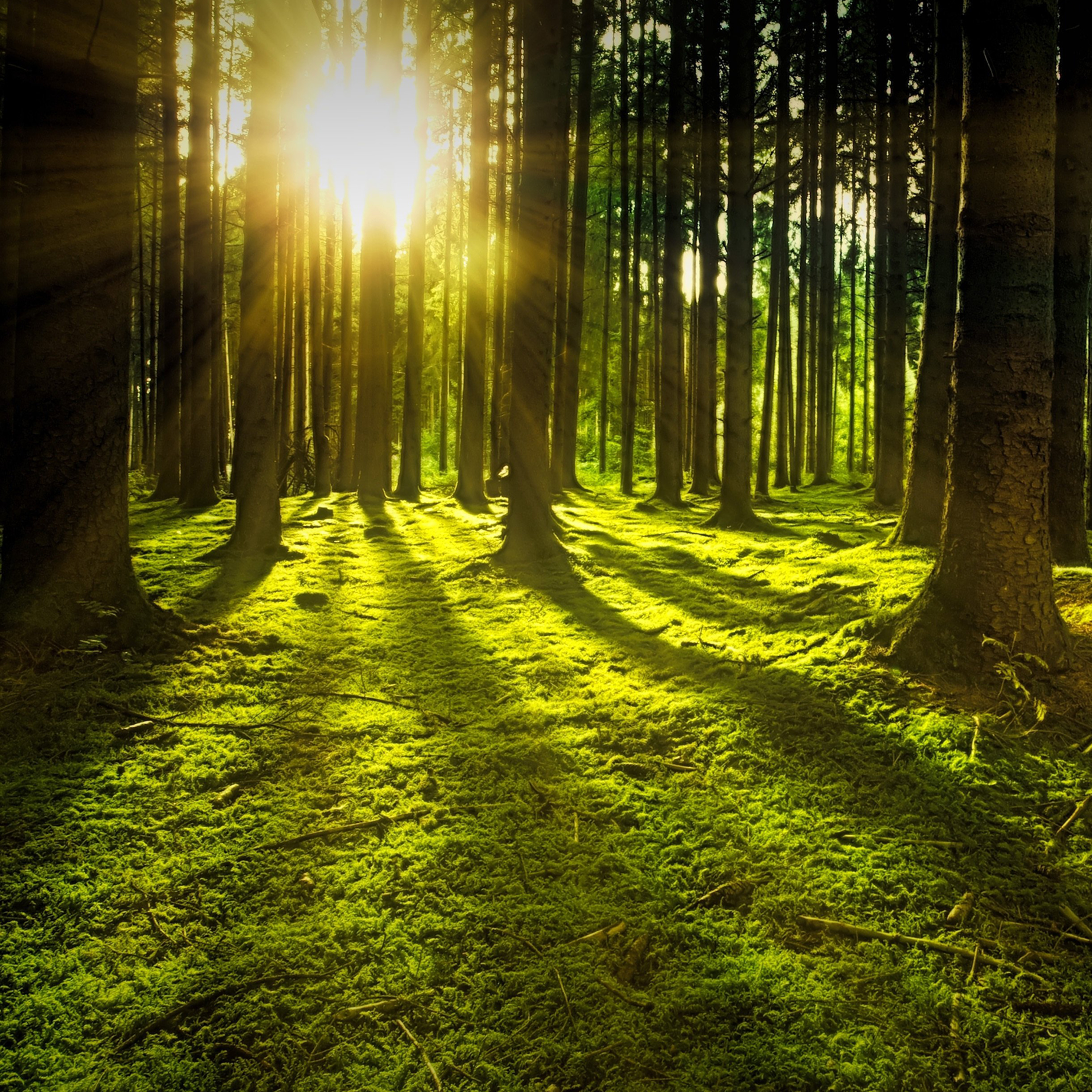 39 - Release Shoulder Tension: 5-Minute Forest Moss Meditation episode artwork