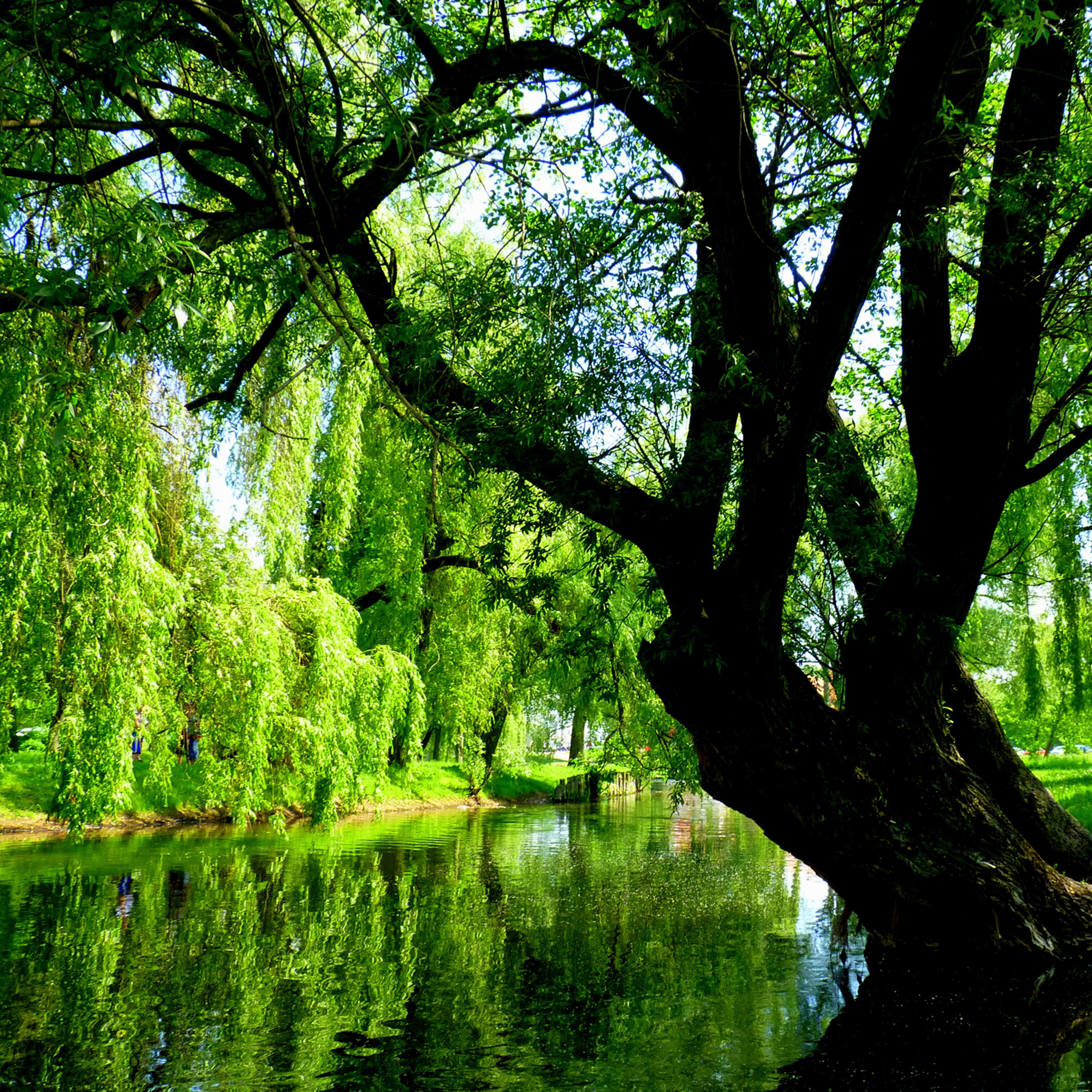 42 - Unclench Your Jaw: 5-Minute Willow Tree Meditation episode artwork