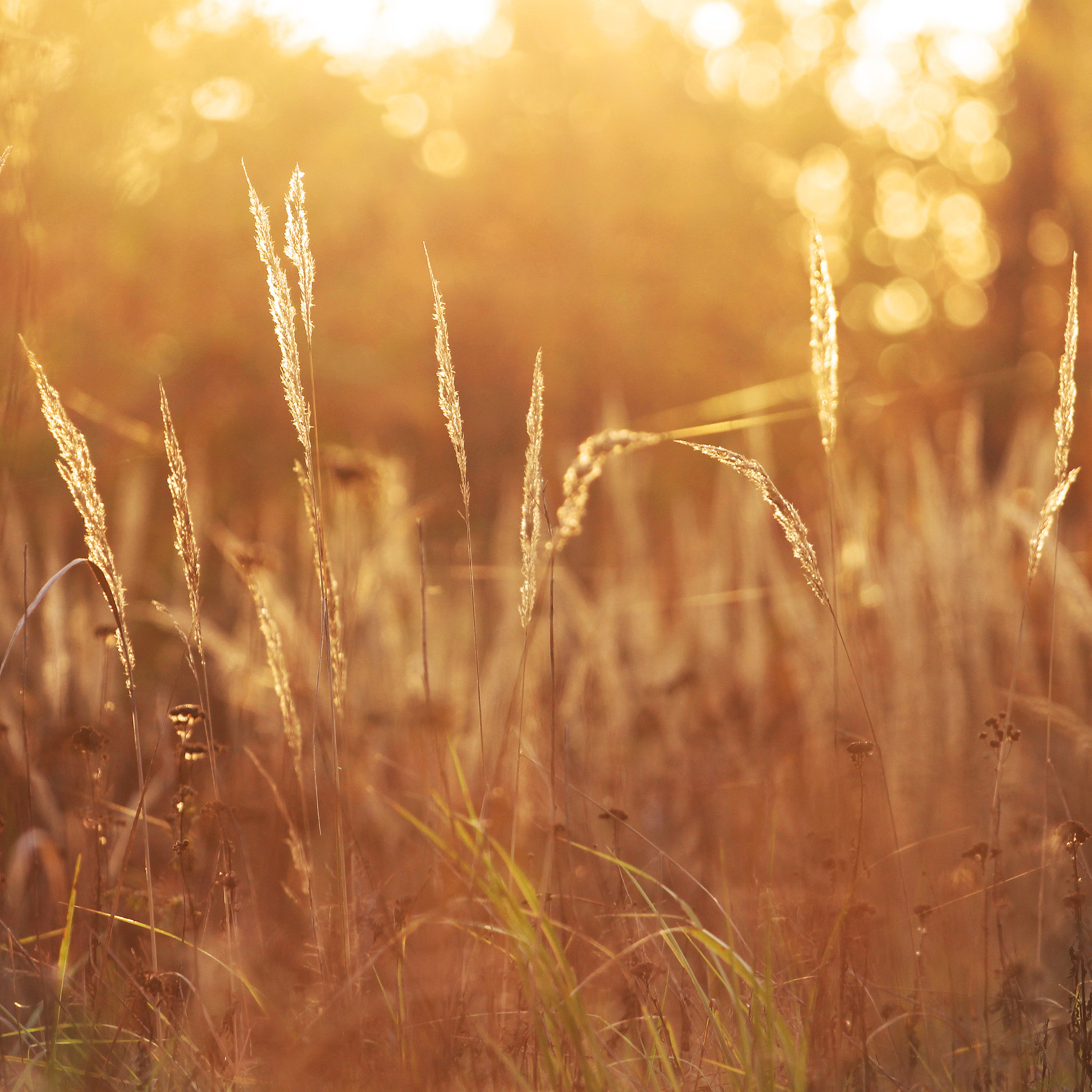43 - Escape Overwhelm: 5-Minute Sunlit Clearing Meditation episode artwork