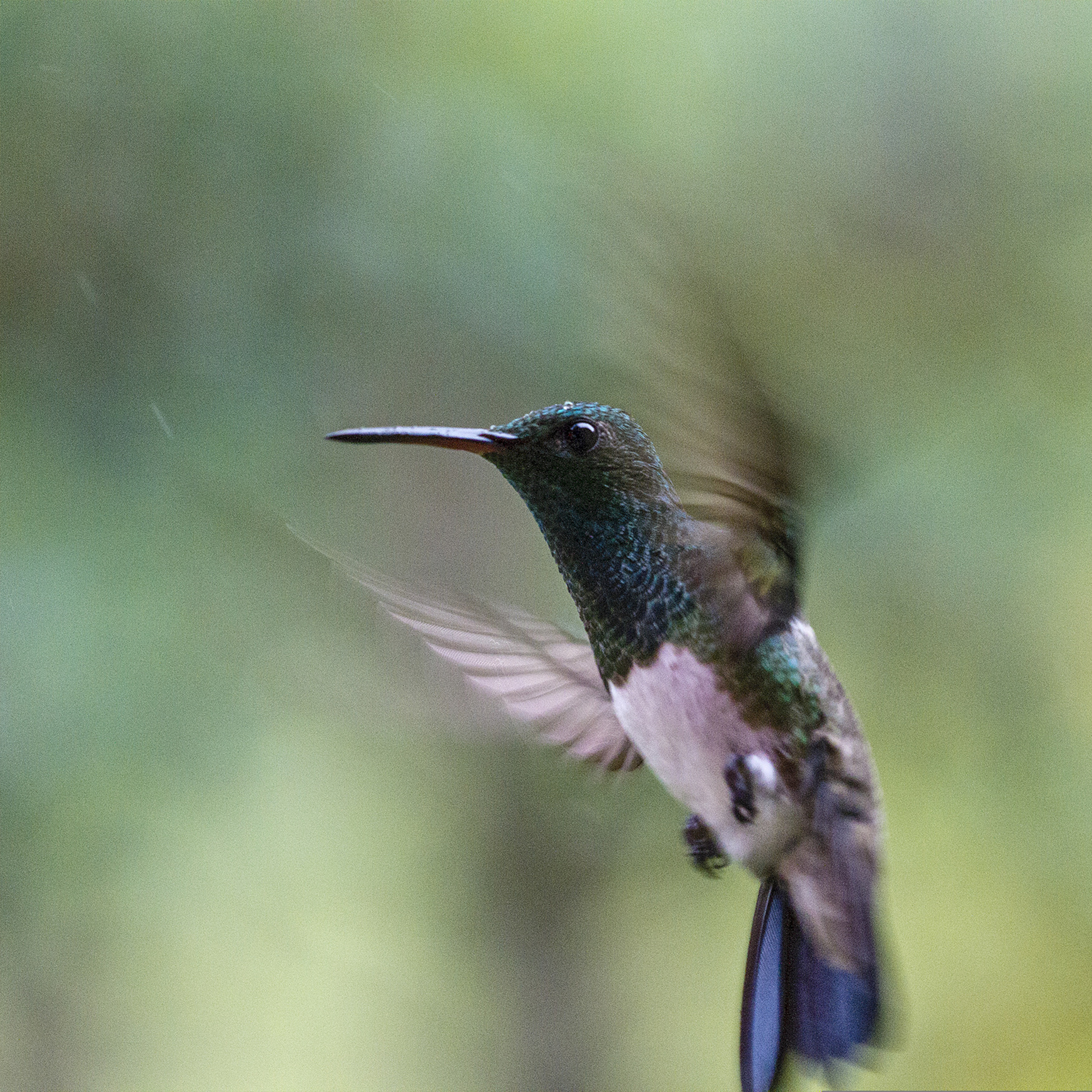 44 - Focus At Work: 5-Minute Hummingbird Hover Meditation episode artwork
