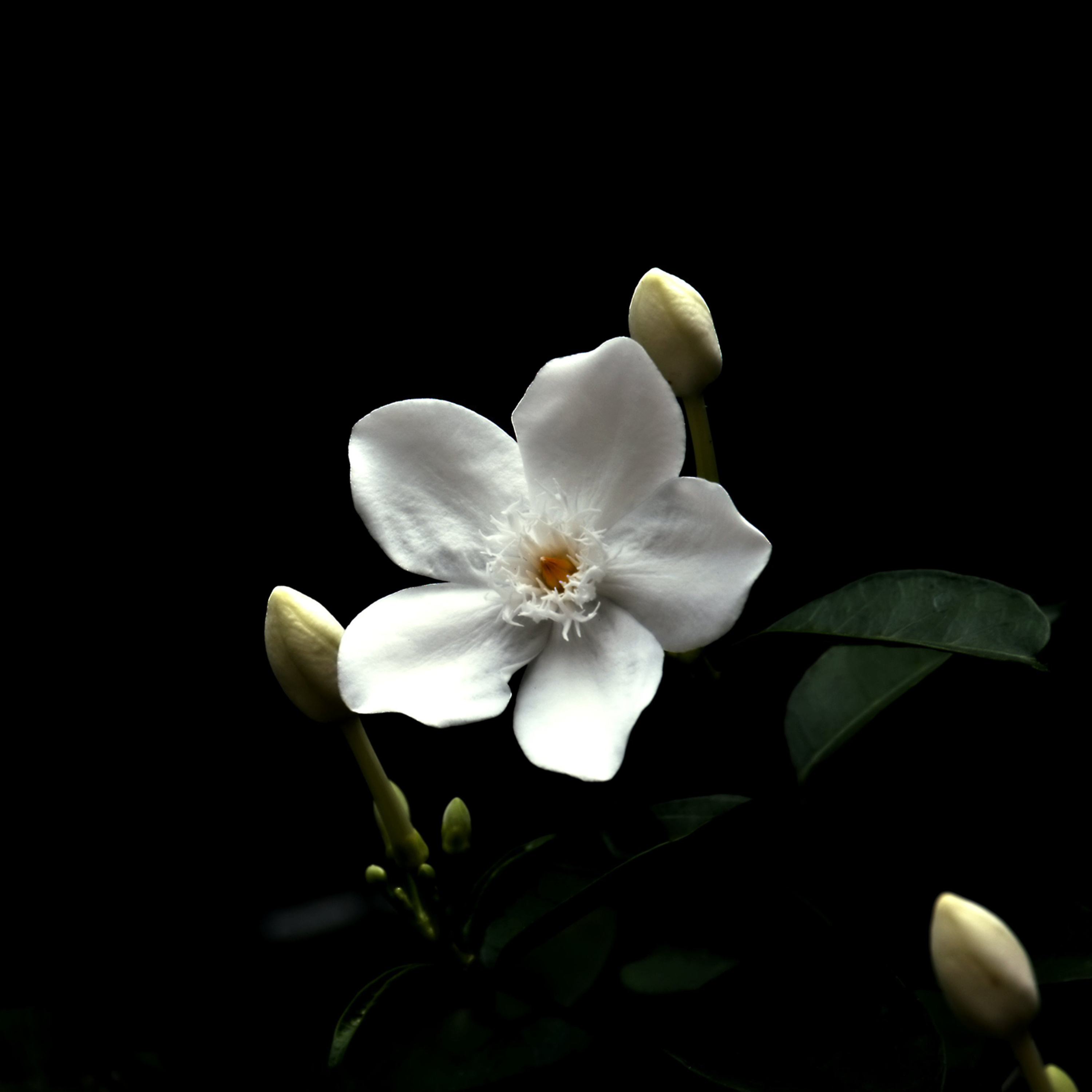 45 - Fall Asleep Gently: 5-Minute Night-Blooming Jasmine Meditation episode artwork