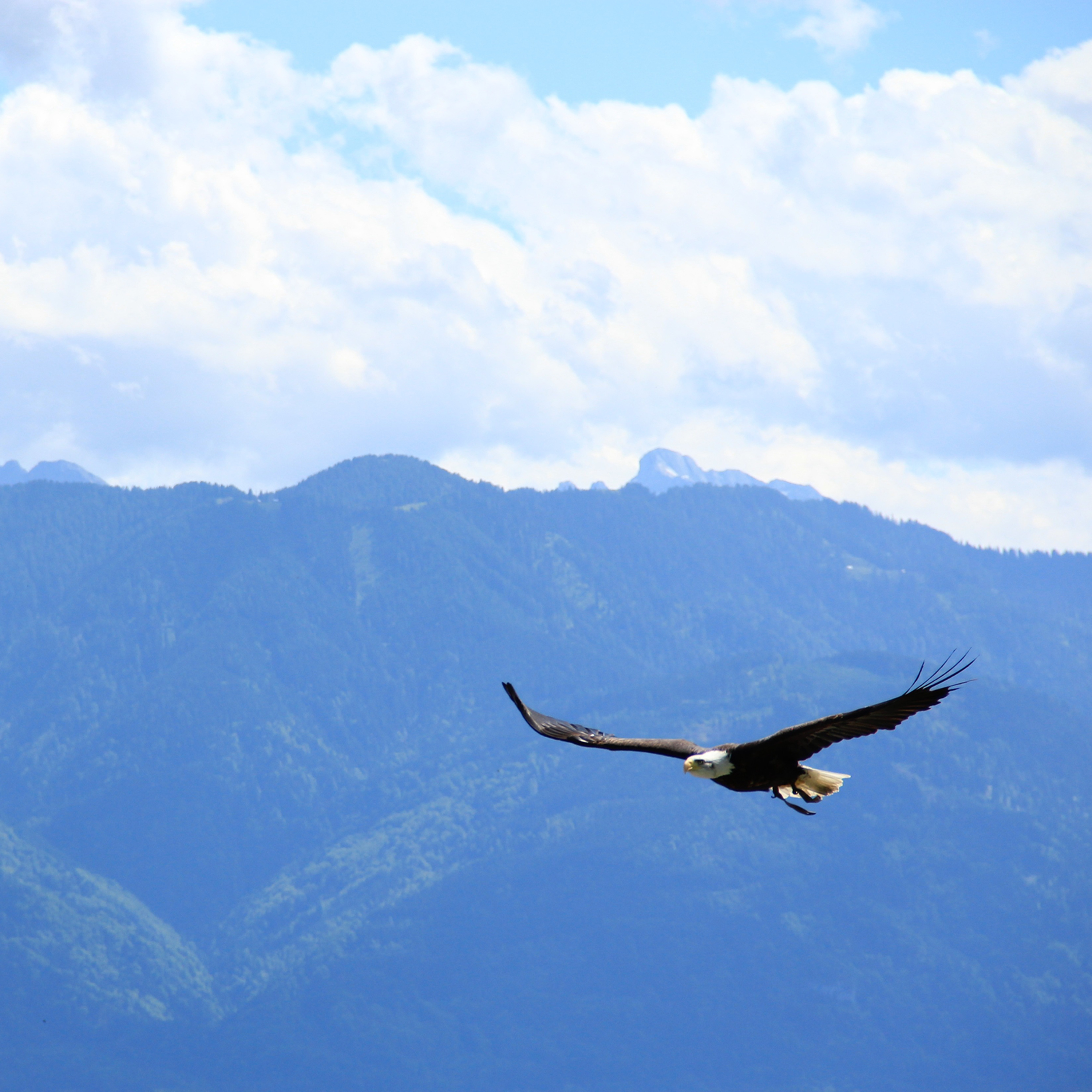 48 - Release Work Stress: 5-Minute Gliding Eagle Meditation episode artwork