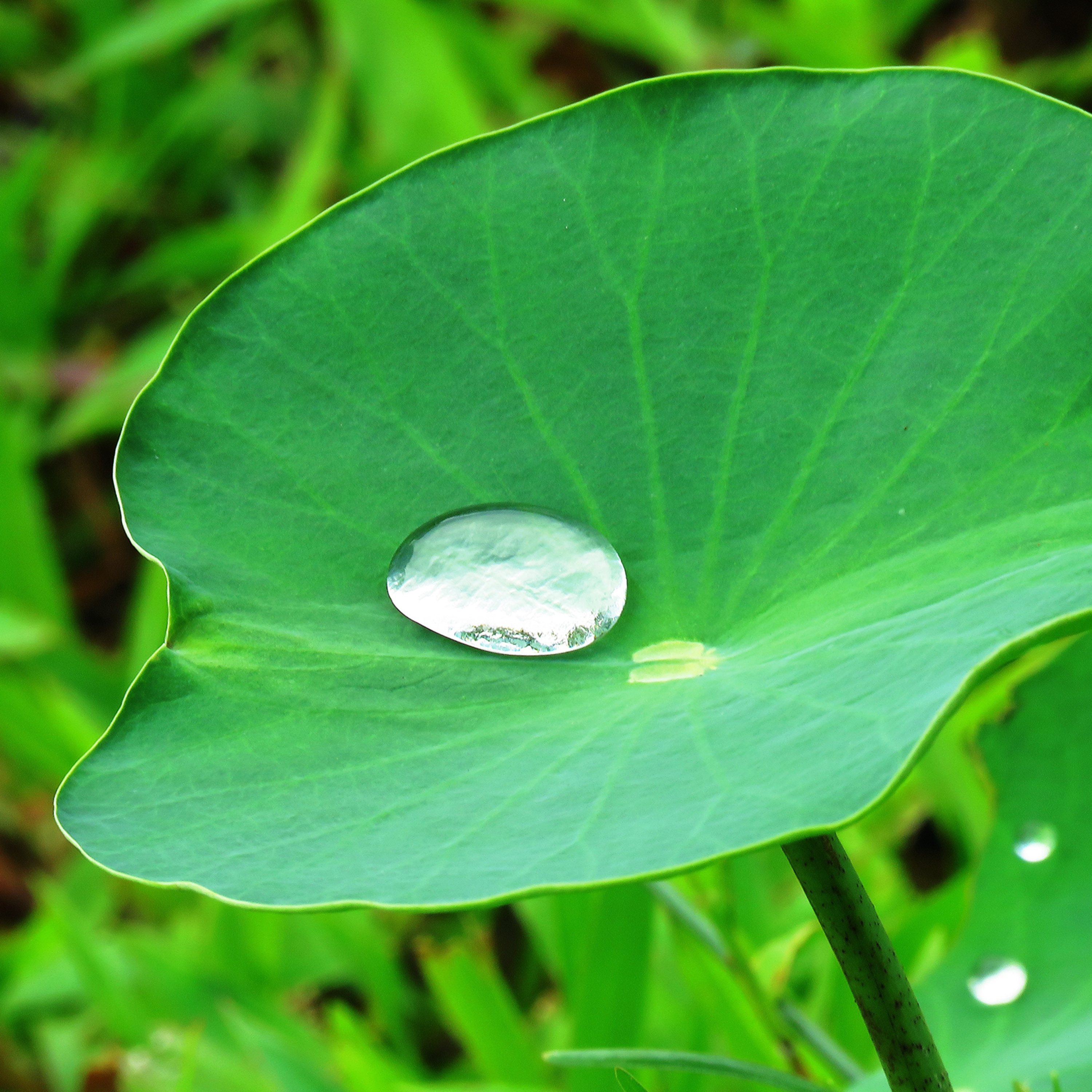 50 - Stop Absorbing Negativity: 5-Minute Lotus Petal Meditation episode artwork