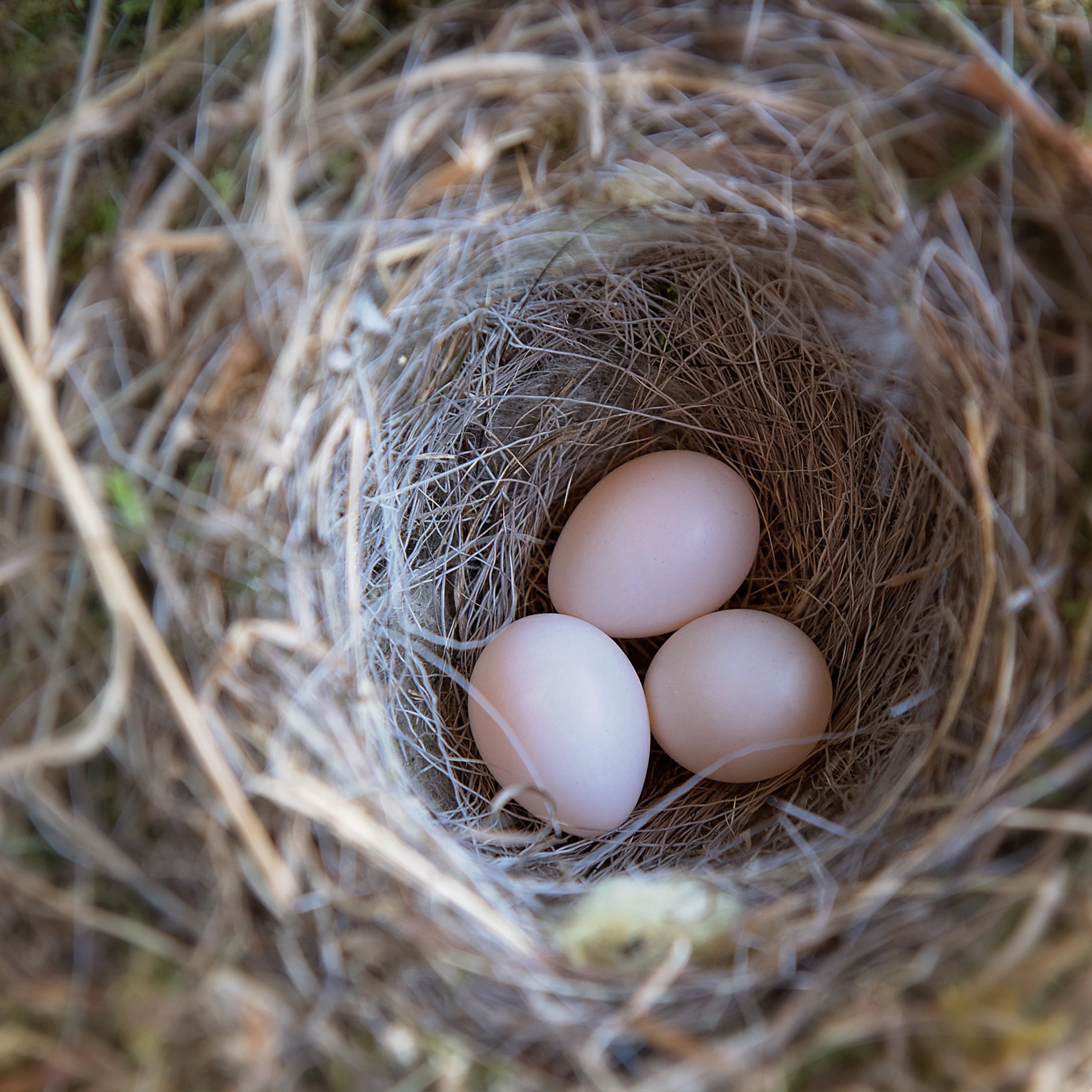 51 - Healing Self-Love: 5-Minute Woven Nest Meditation episode artwork