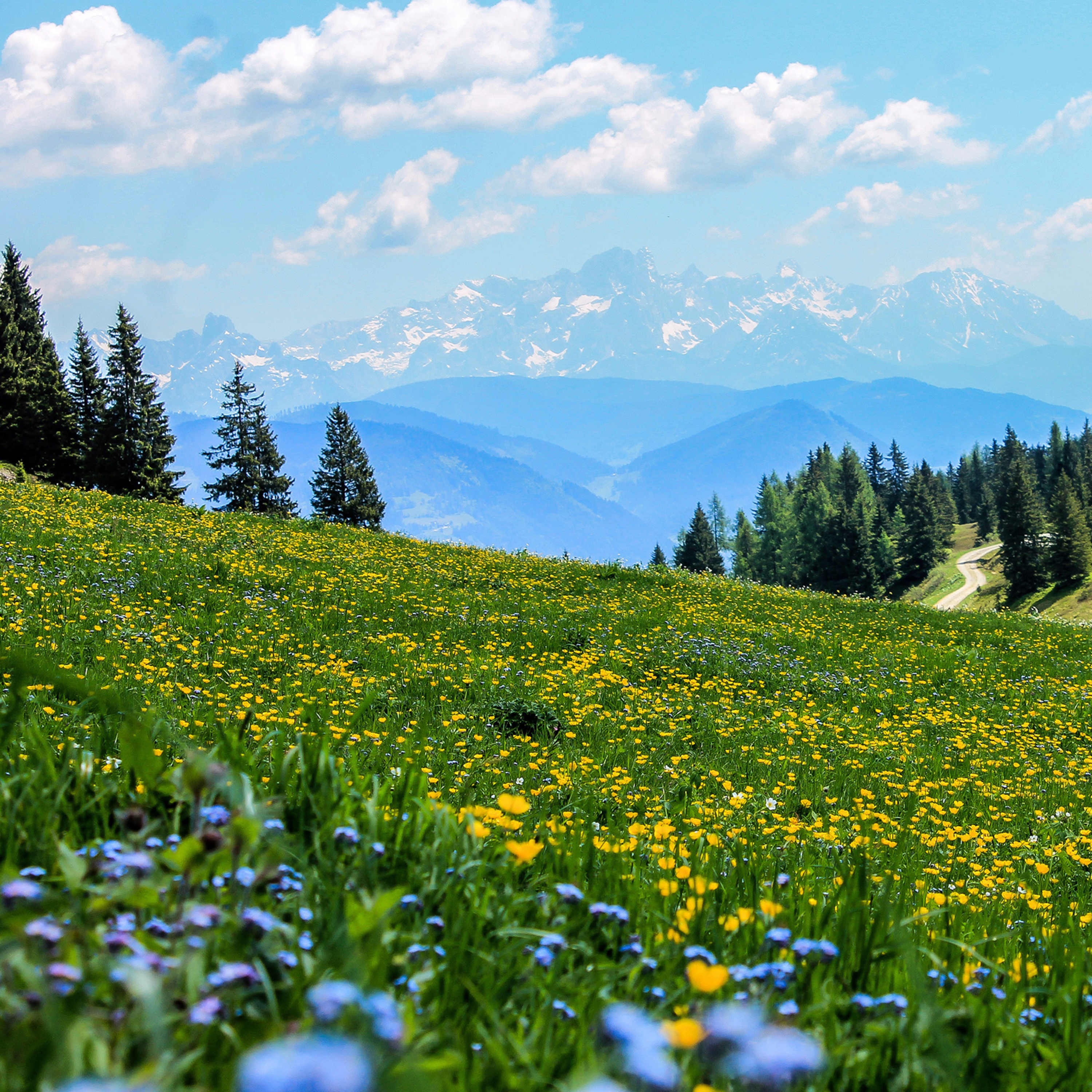 53 - Clear Brain Fog: 5-Minute Alpine Meadow Meditation episode artwork