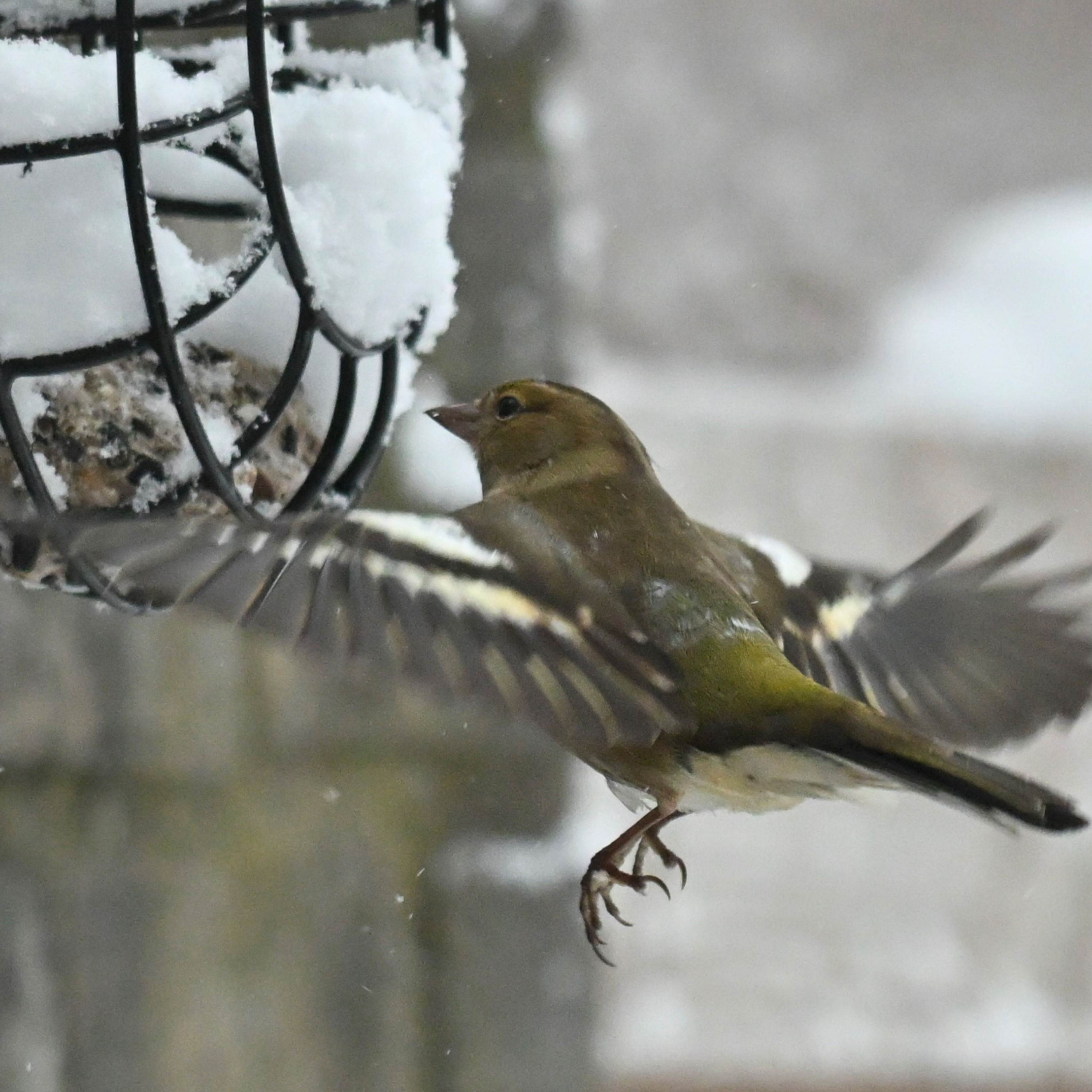 Vogel-Praat over de Vink episode artwork