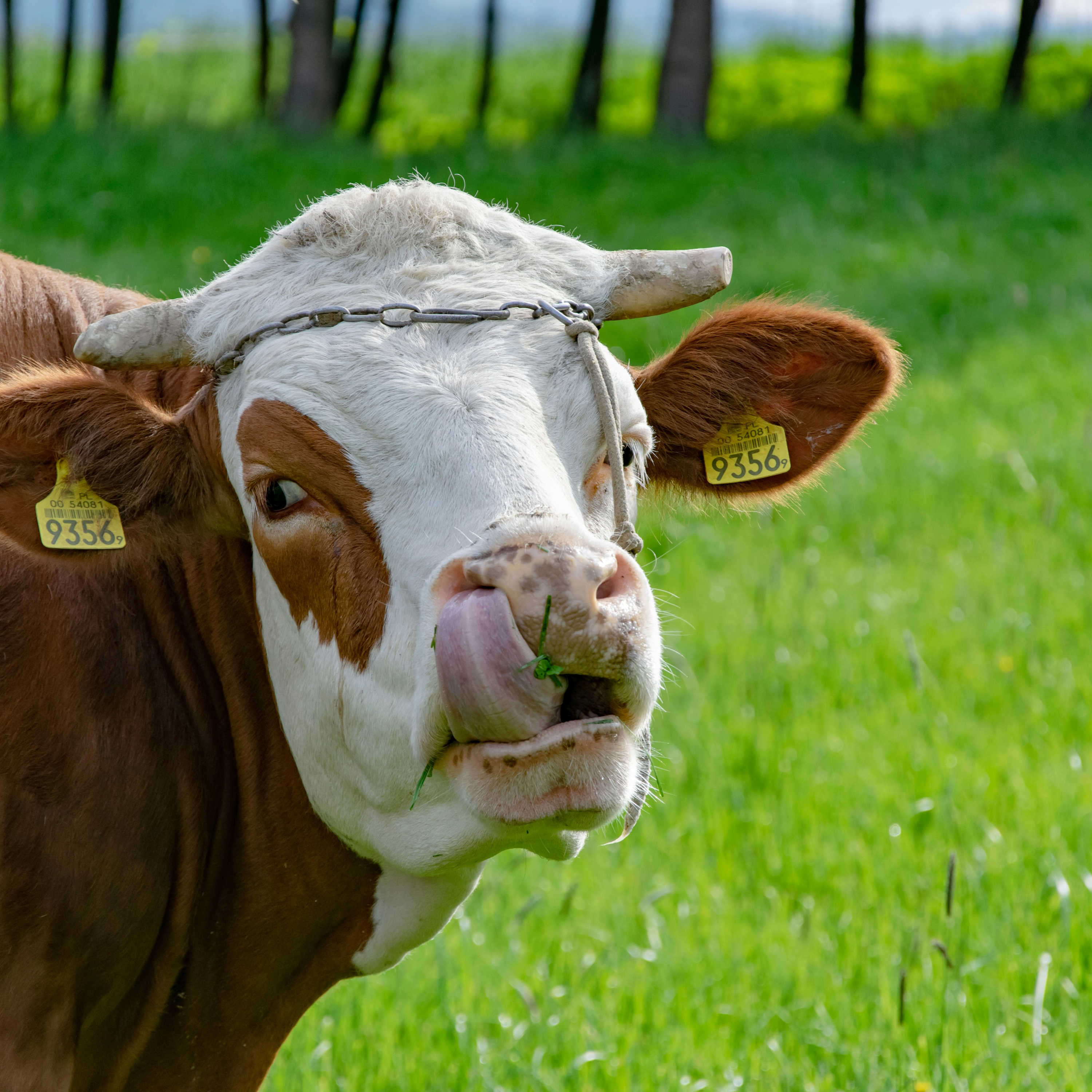 What a High-Performing Cow Teaches Us About Business Growth | Ukrainian Diaries #27 episode artwork