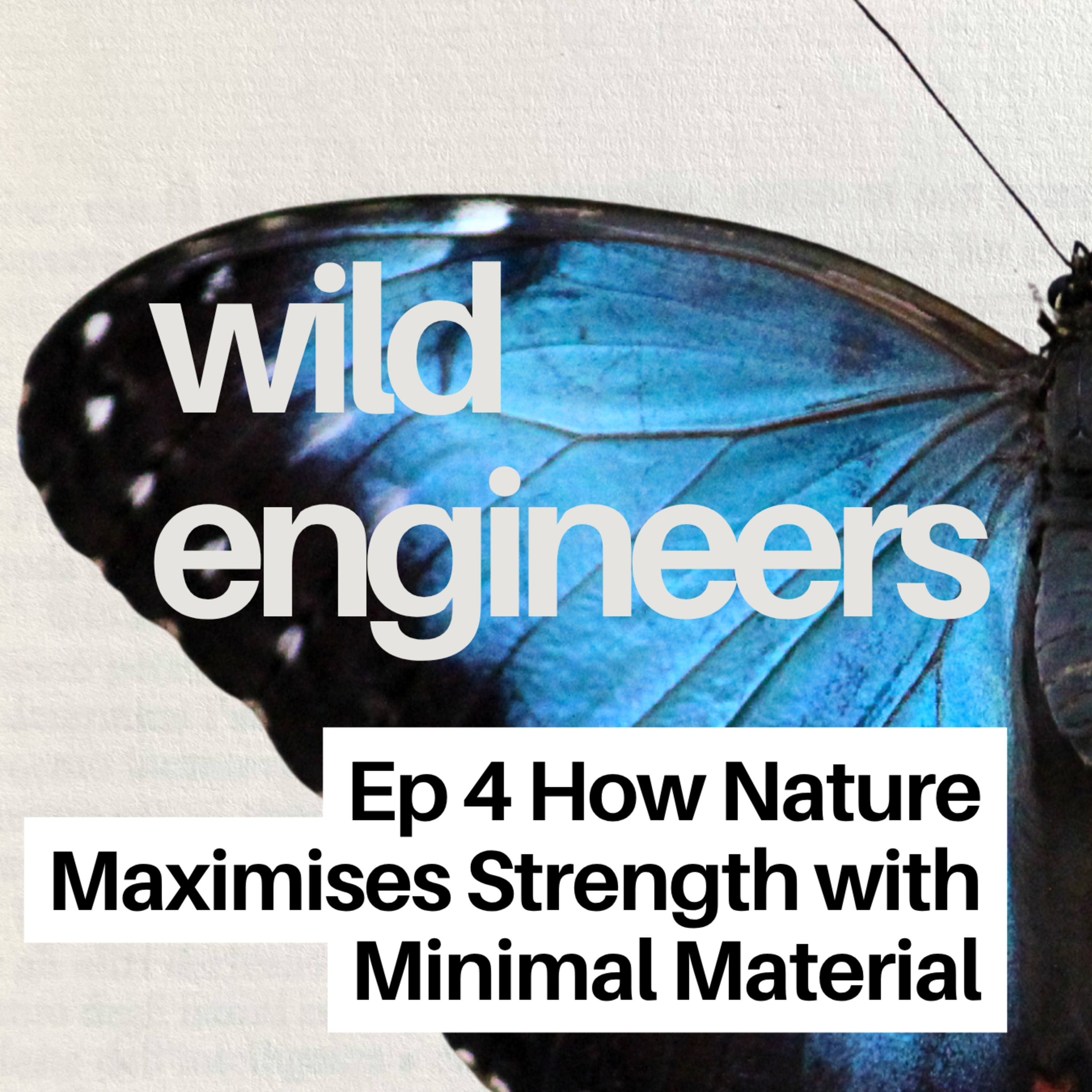 Ep 4 How Nature Maximises Strength with Minimal Material episode artwork