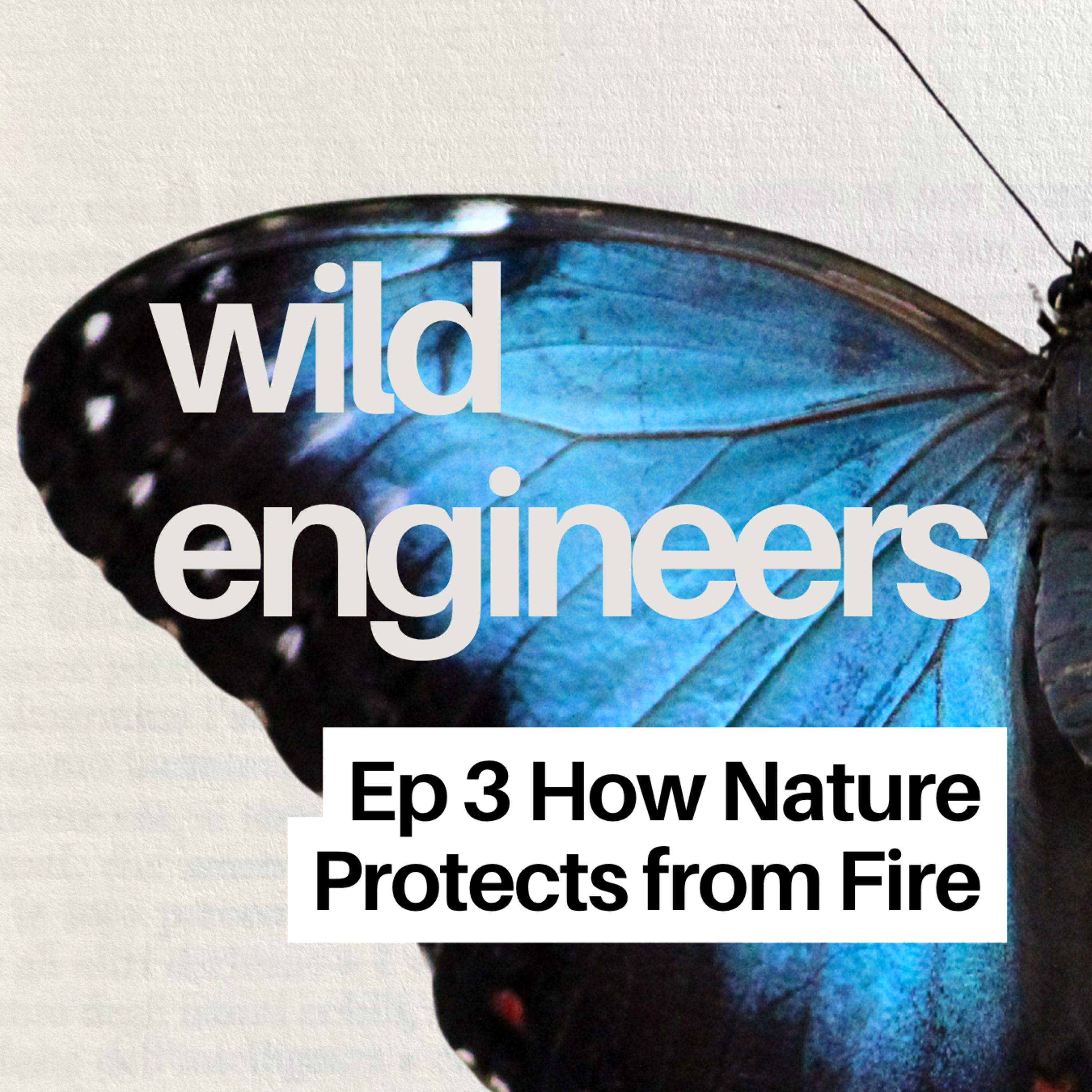 Ep 3 How Nature Protects from Fire episode artwork