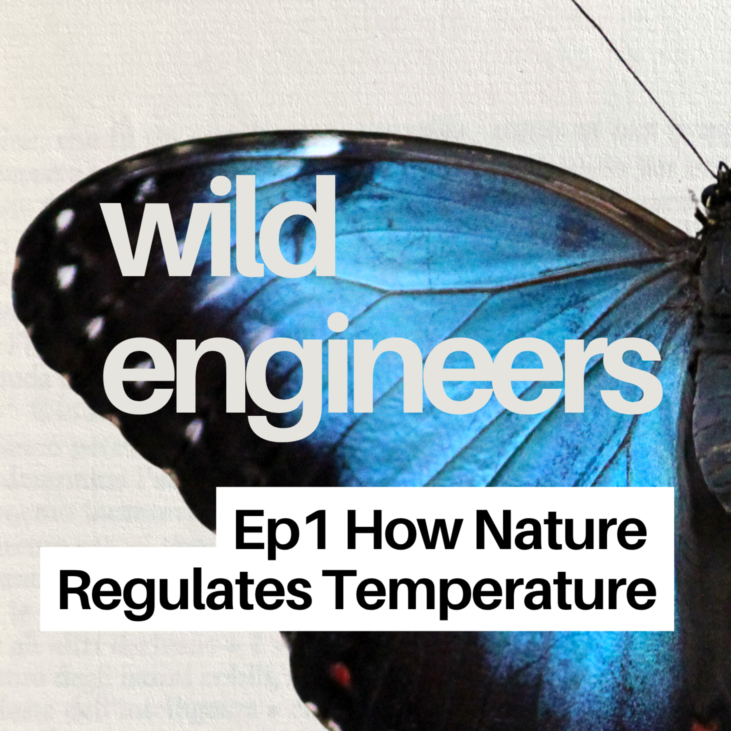 Ep 1 How Nature Regulates Temperature episode artwork