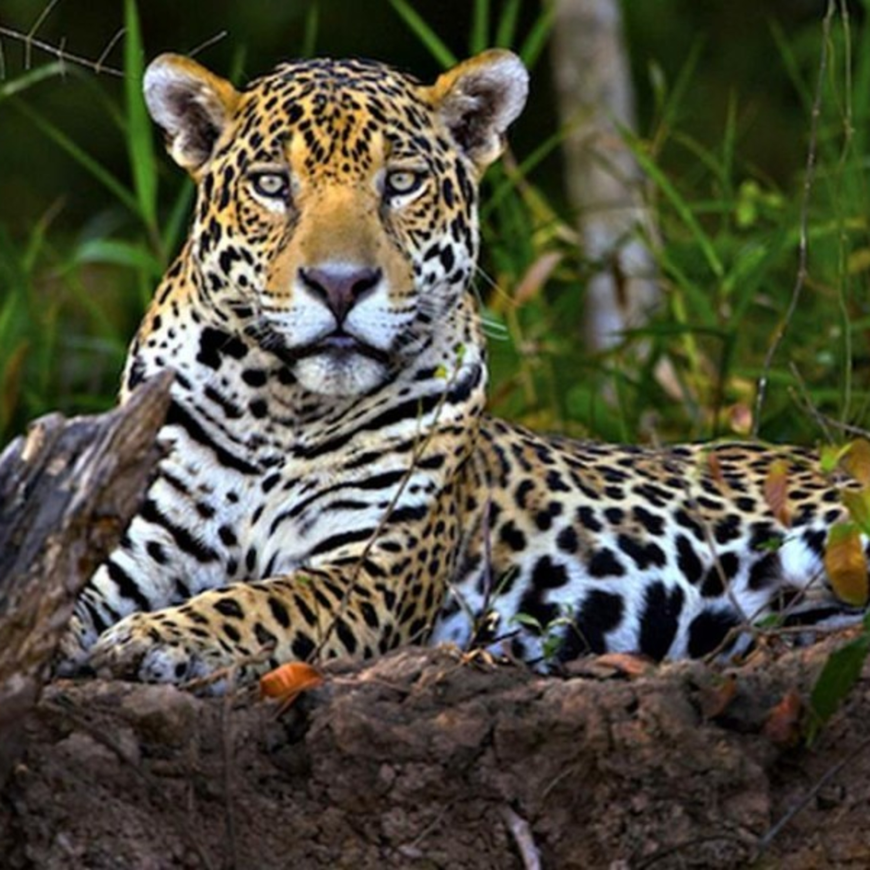 EP.8. ANIMALES ENDÉMICOS DE CHIAPAS. episode artwork