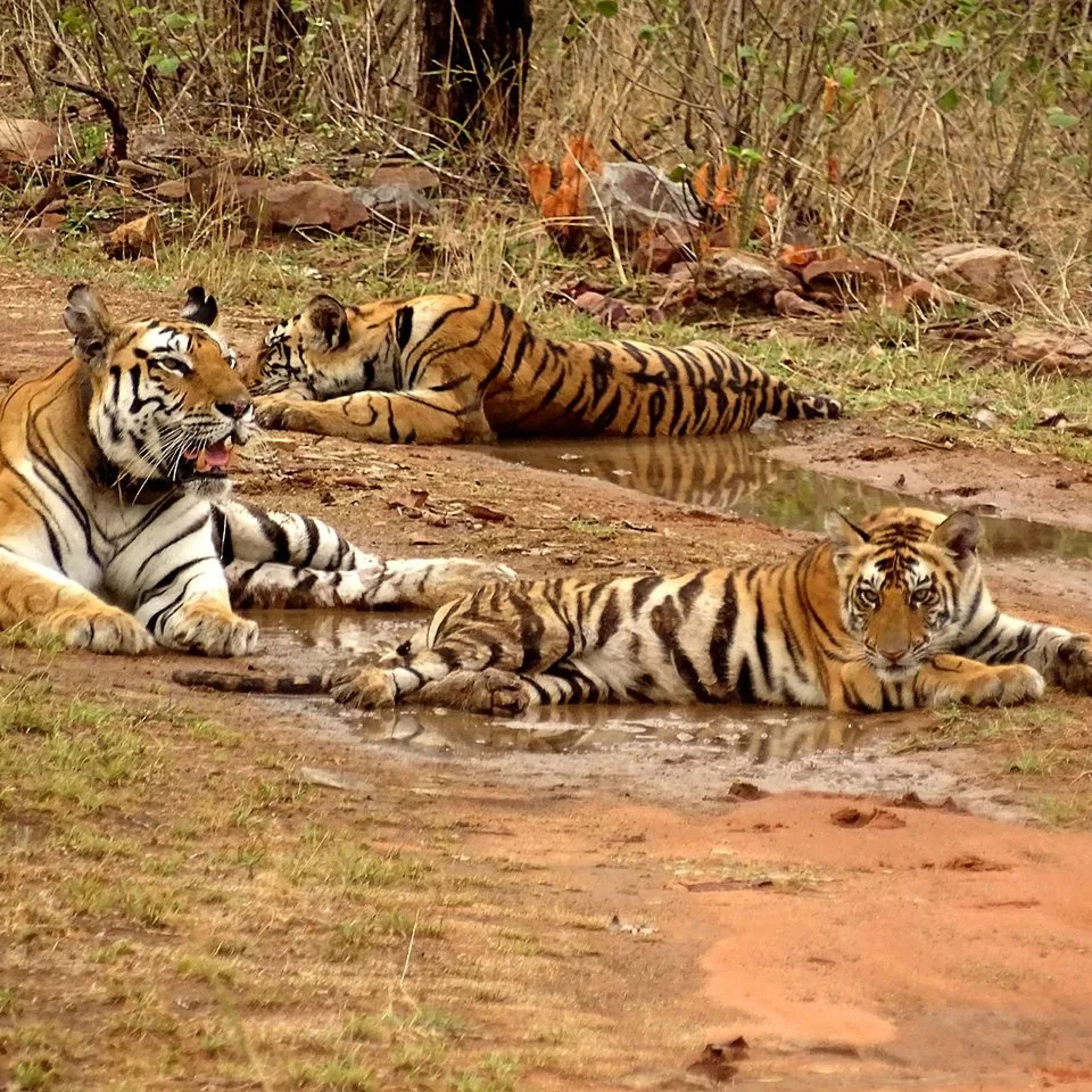 Inside Maharashtra’s most mysterious tiger reserve episode artwork