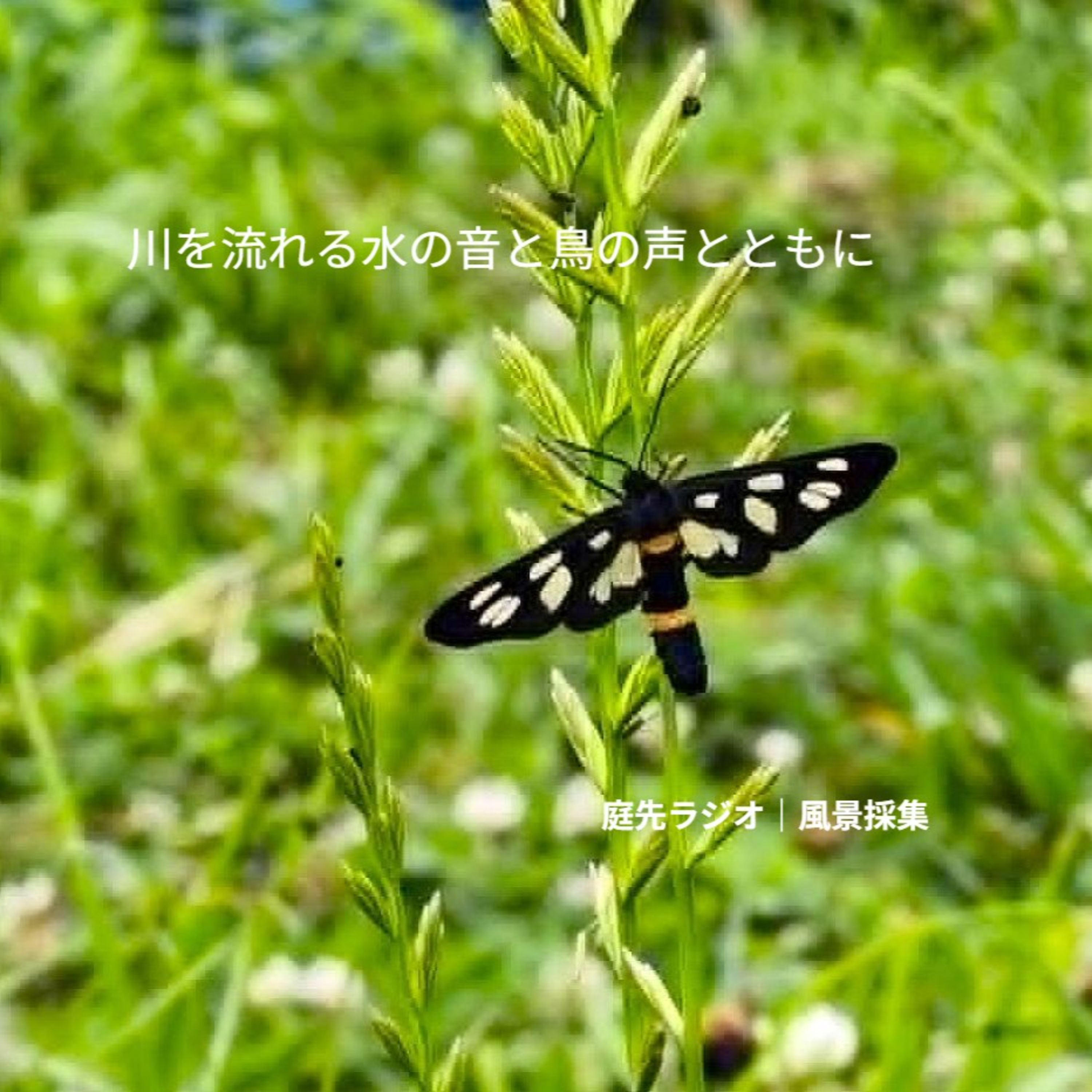 川を流れる水の音と鳥の声とともに episode artwork