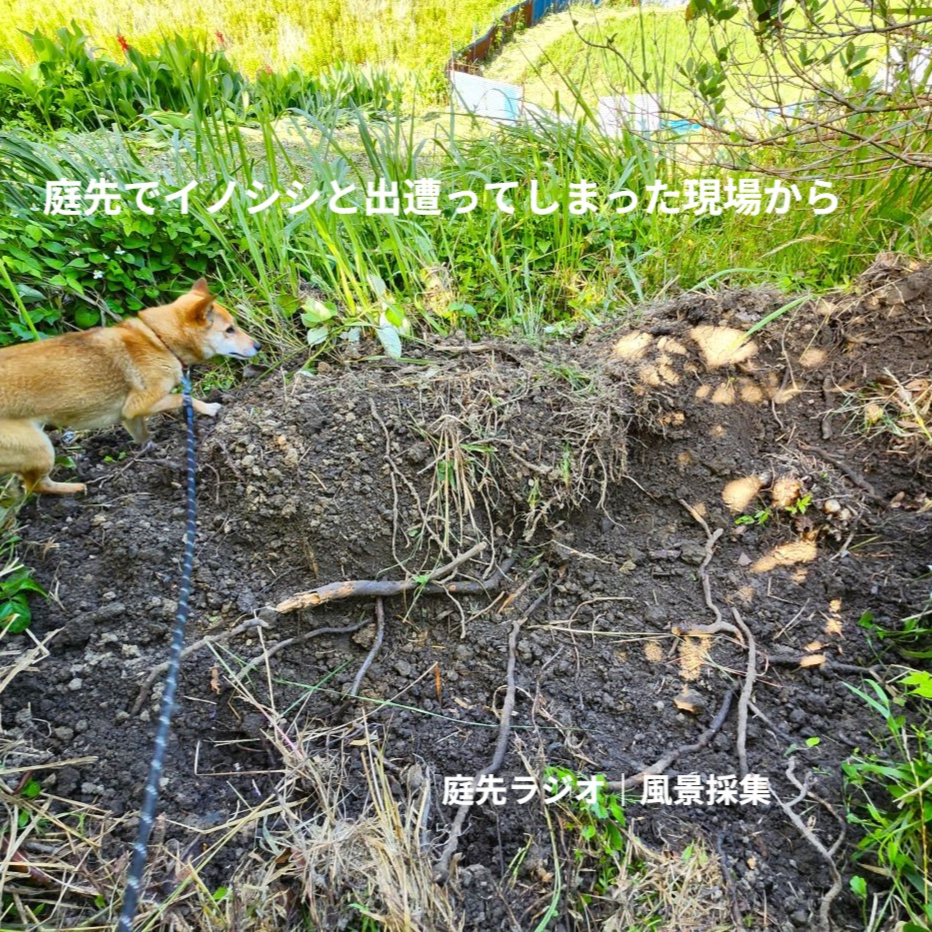 庭先でイノシシと出遭ってしまった現場から episode artwork