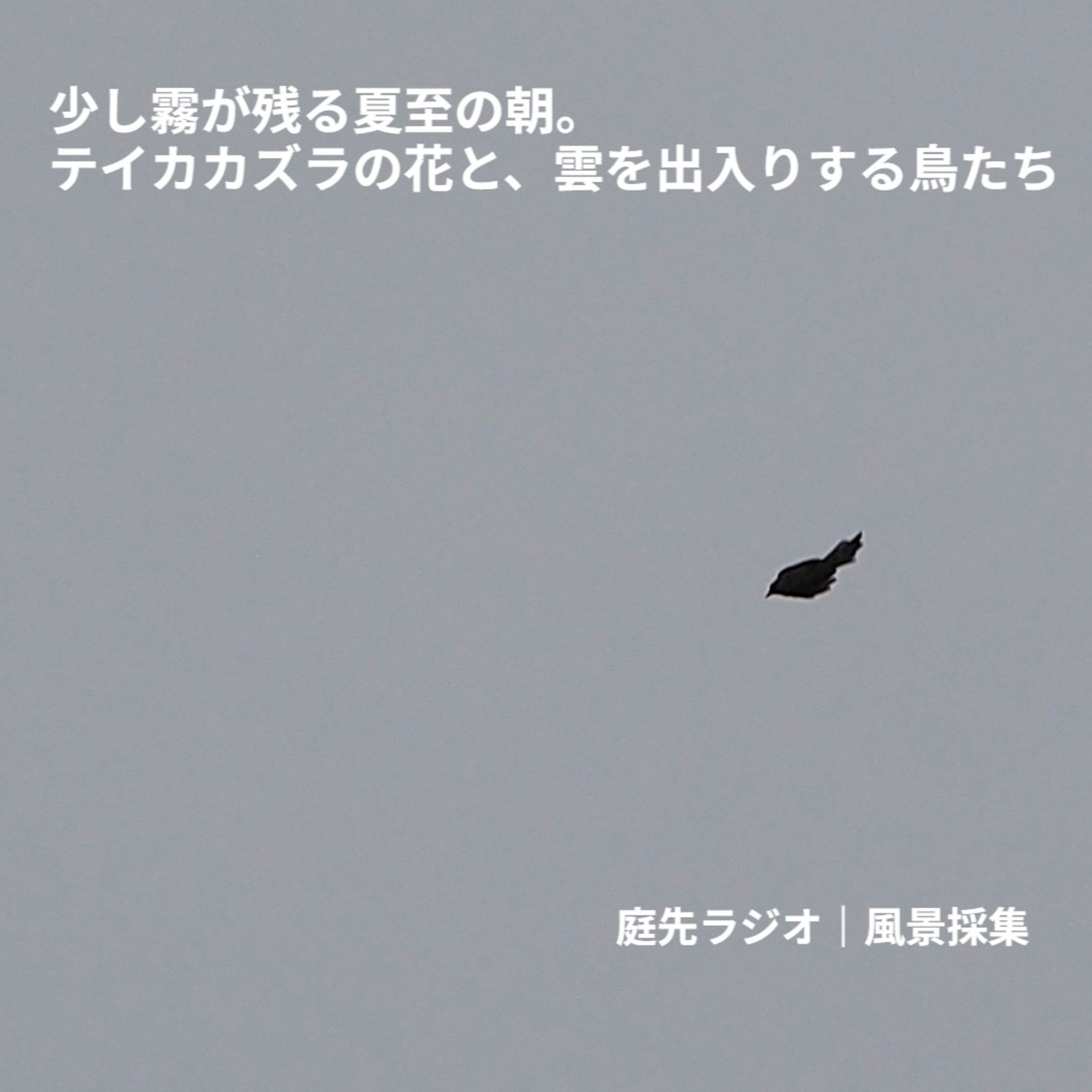 少し霧が残る夏至の朝。テイカカズラの花と、雲を出入りする鳥たち episode artwork