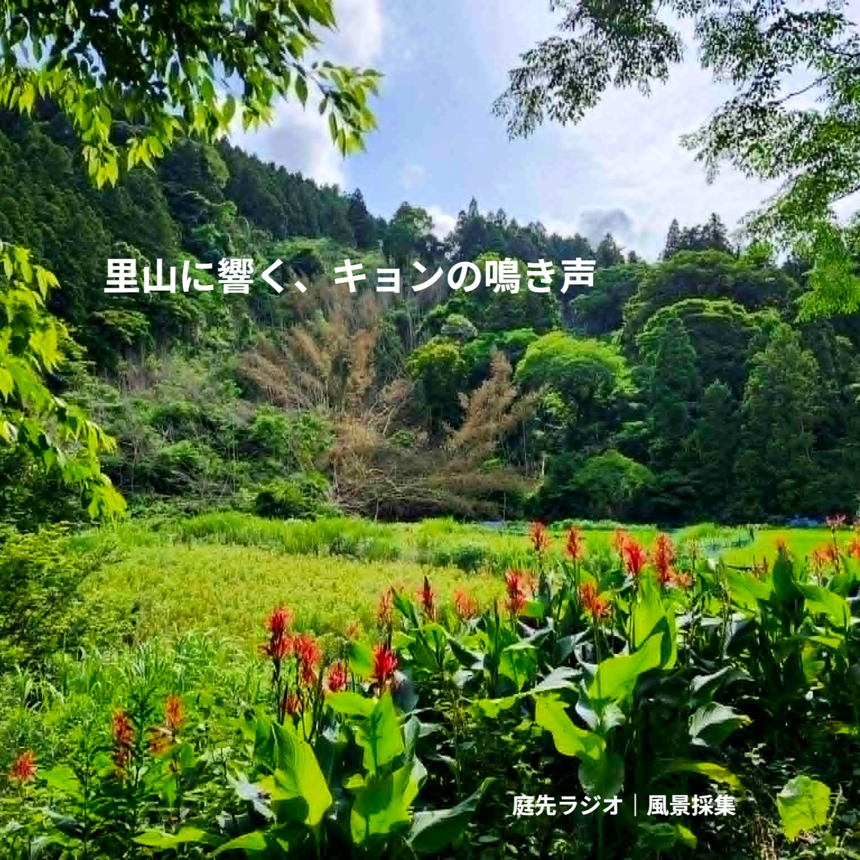 里山に響く、キョンの鳴き声 episode artwork