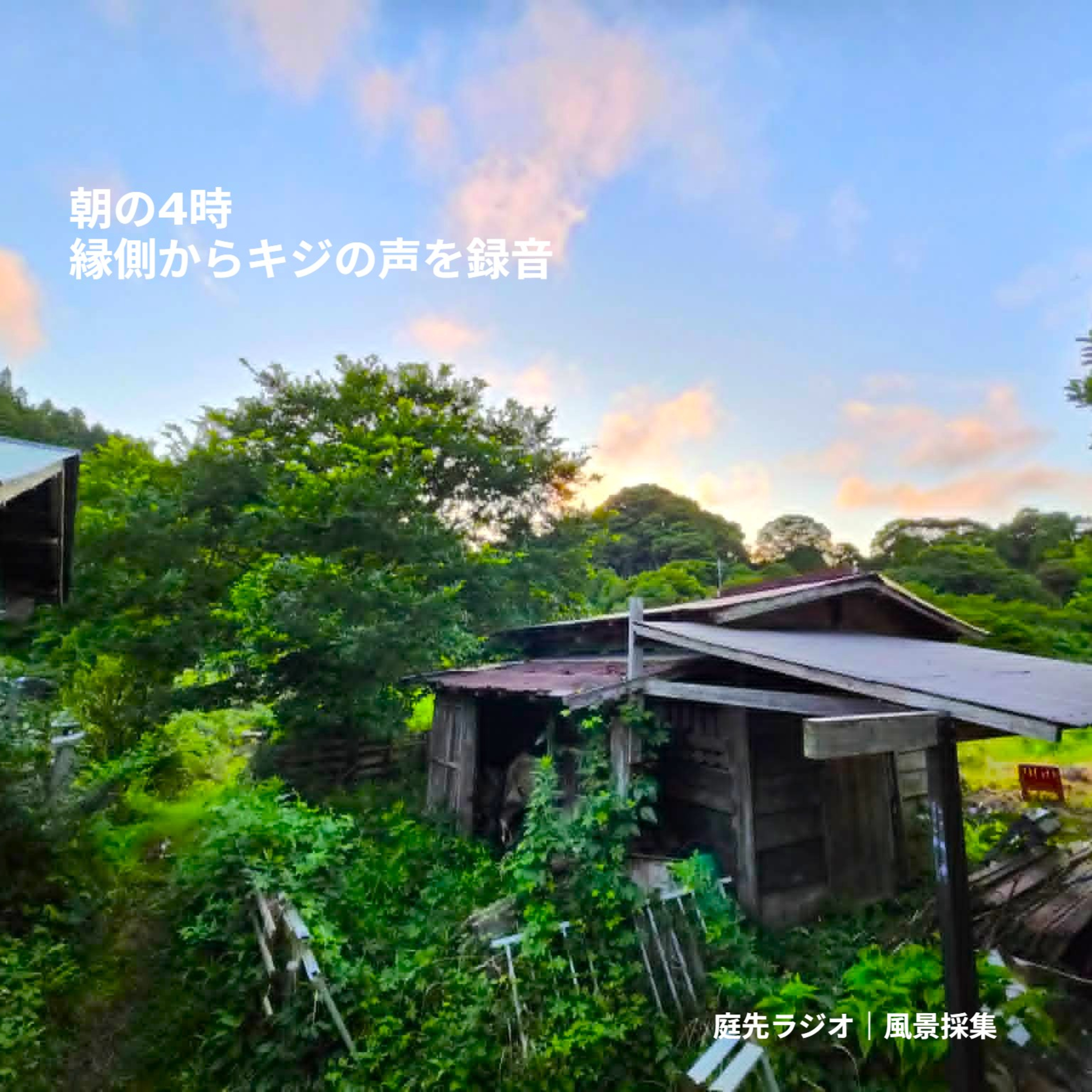 朝の4時、縁側からキジの声を録音 episode artwork