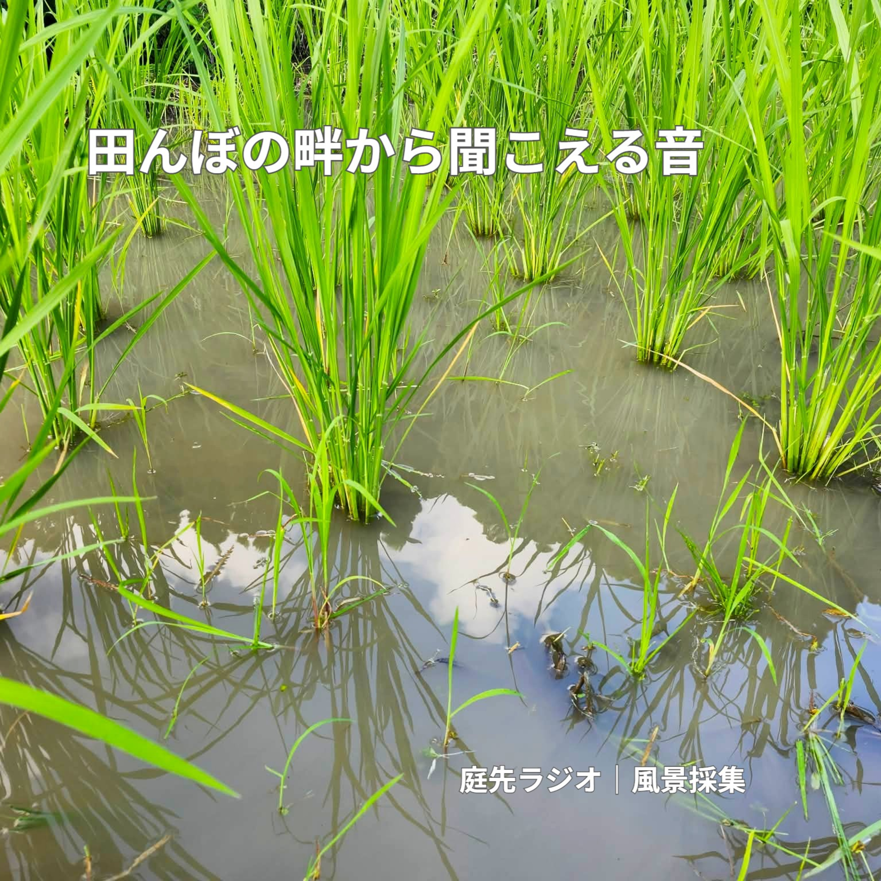田んぼの畔から聞こえる音 episode artwork