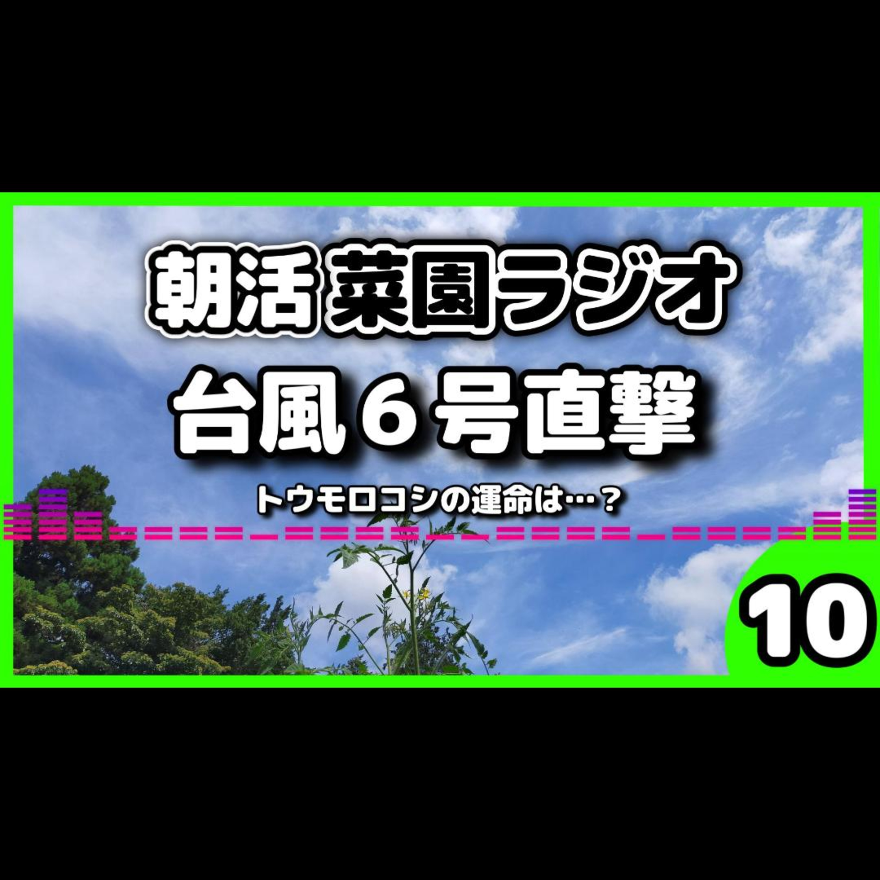 台風一過の畑点検／トウモロコシは無事？＆ダイソーの新型？クリップが気になる【朝活菜園ラジオ】 episode artwork