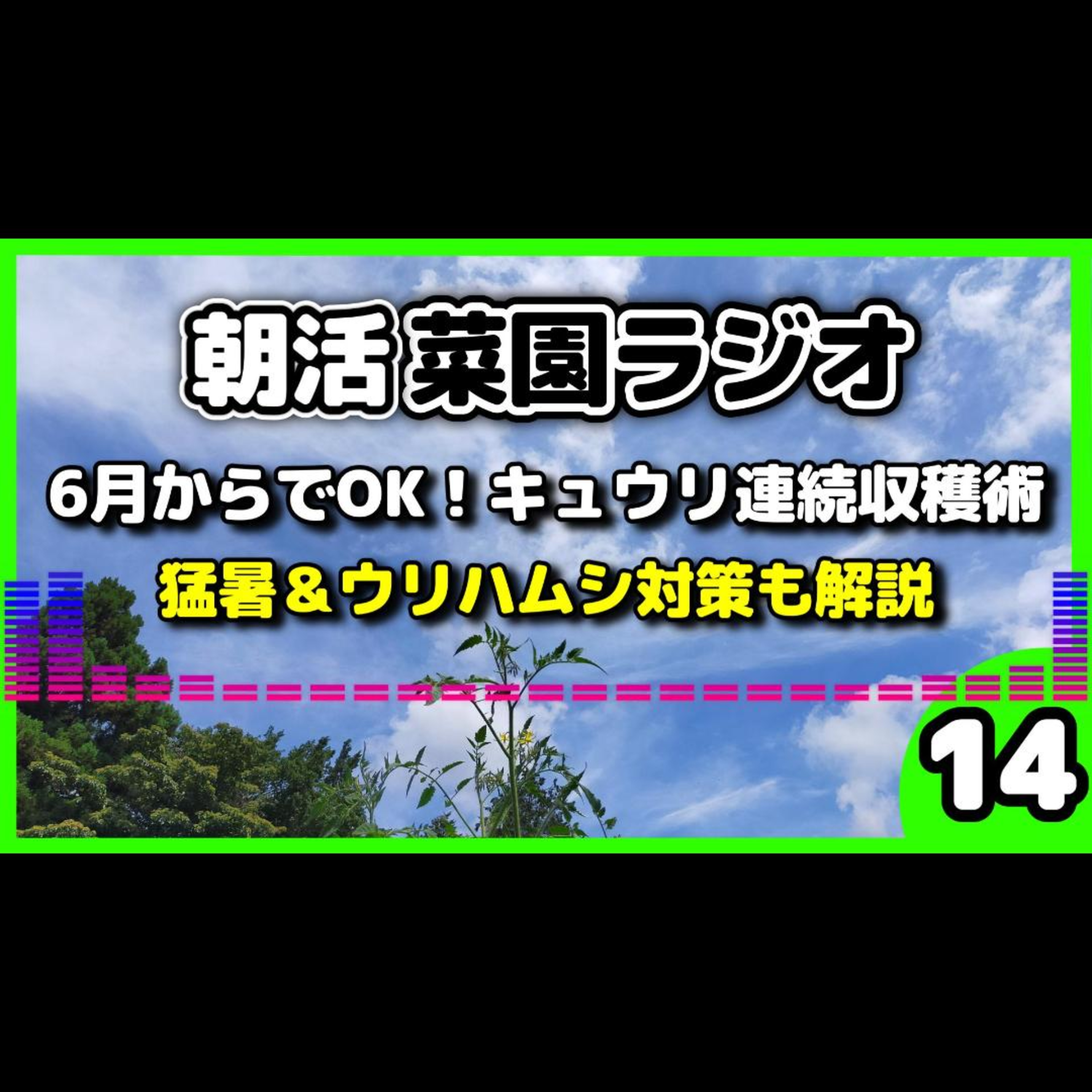 初心者向け・6月中旬から始める｜キュウリを秋まで途切れず収穫する秘訣と酷暑対策【朝活菜園ラジオ】 episode artwork