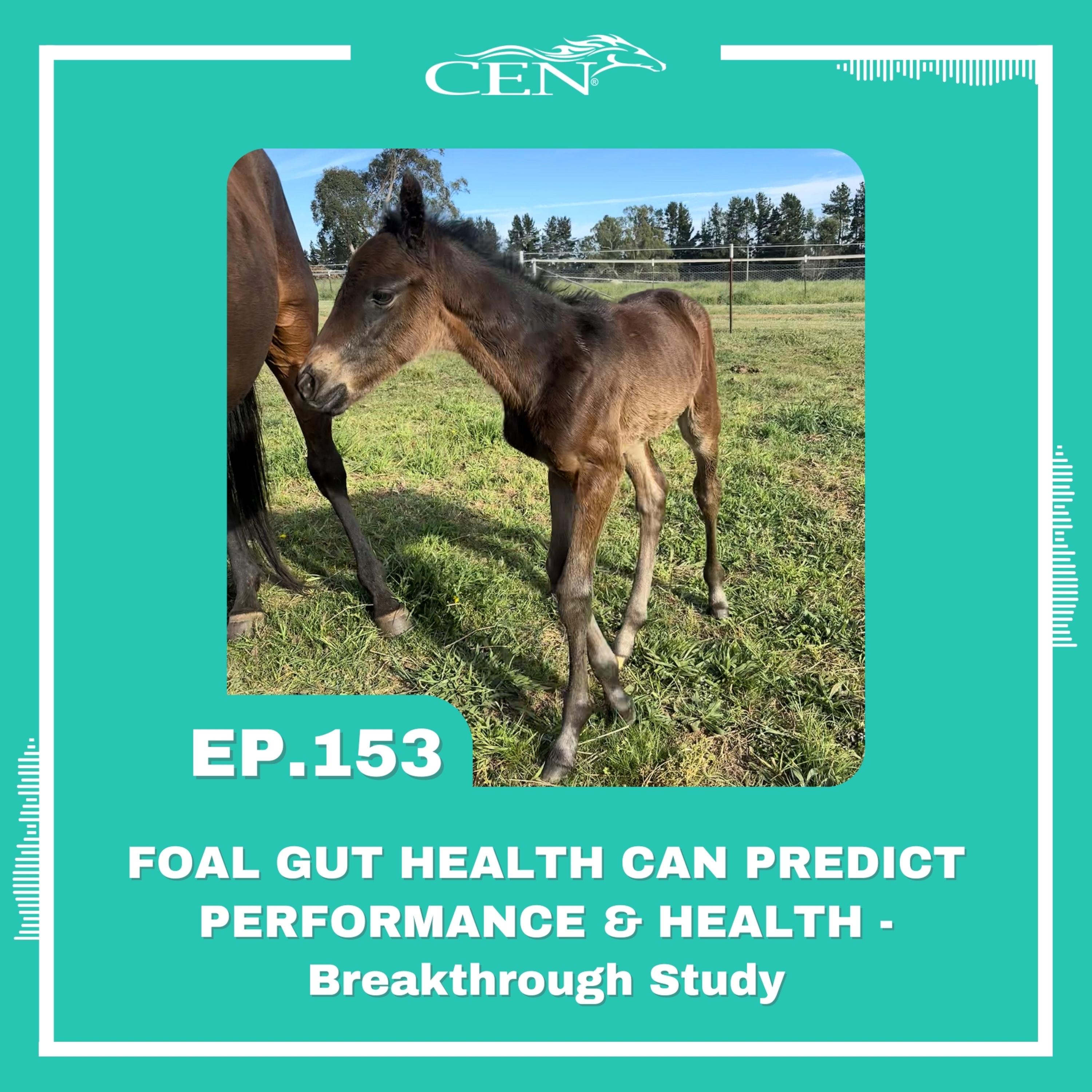 Ep. 153 | FOAL GUT HEALTH CAN PREDICT PERFORMANCE & HEALTH – Breakthrough Study Ep. 153 | FOAL GUT HEALTH CAN PREDICT PERFORMANCE & HEALTH – Breakthrough Study