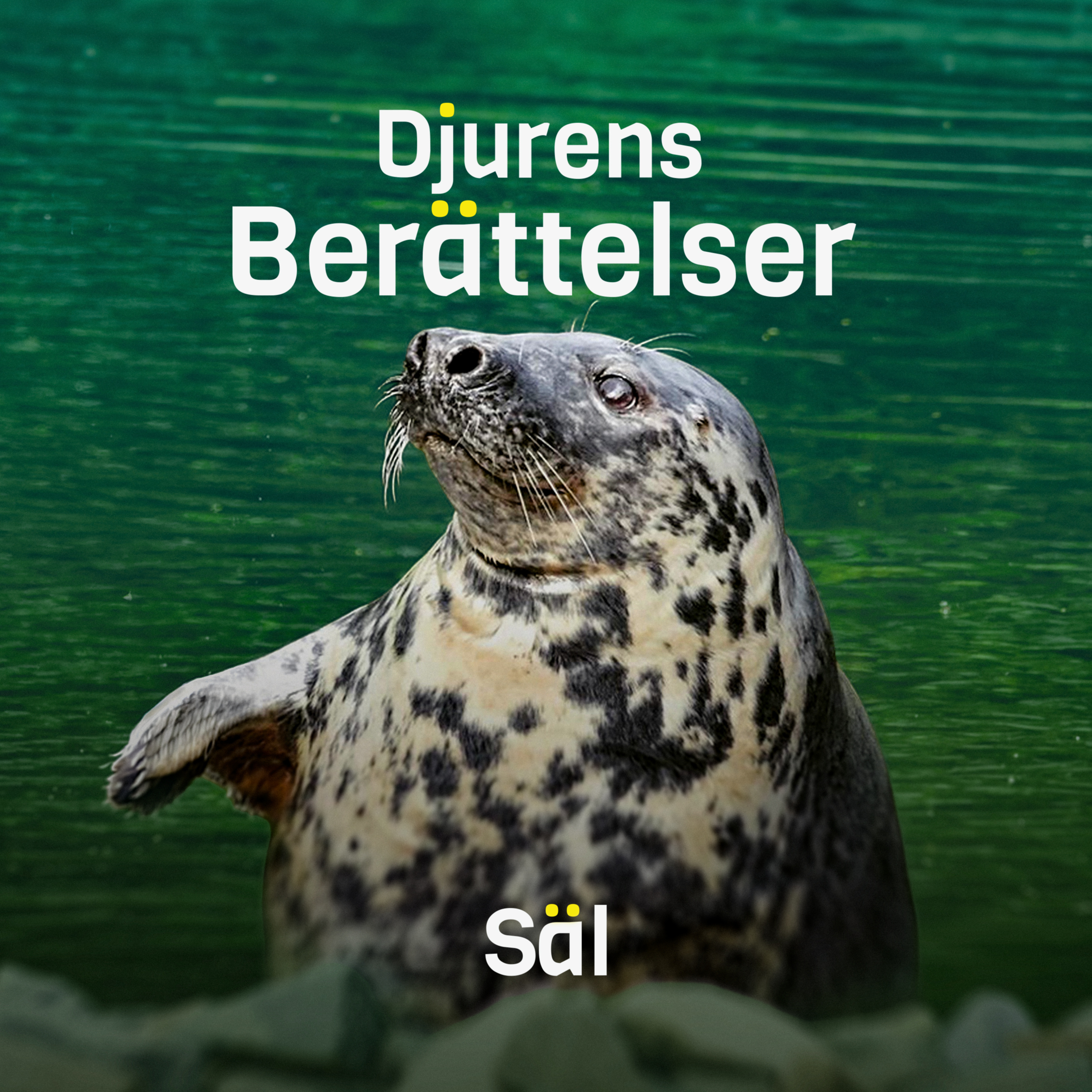 Sälen – vattnets akrobat episode artwork
