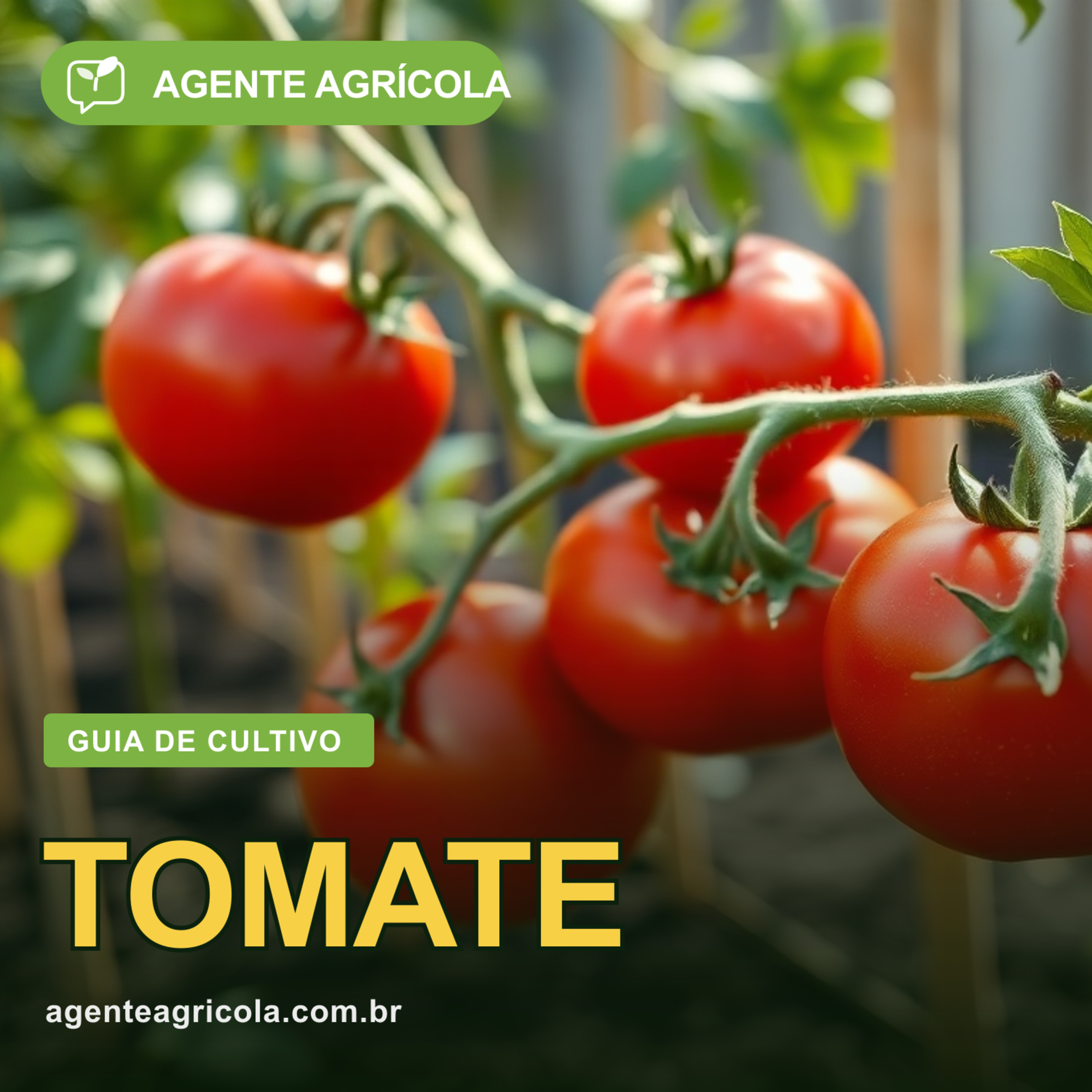 Tomate de verdade na sua casa — o guia sem enrolação episode artwork