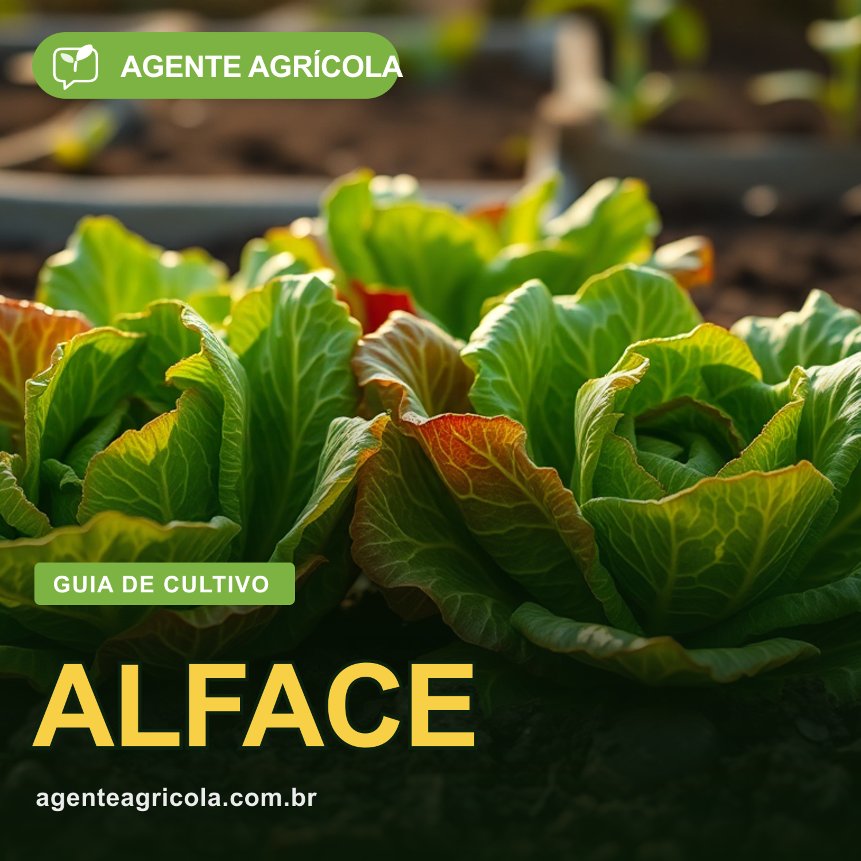 Alface sem mistério: como plantar a folhosa nº1 do Brasil episode artwork
