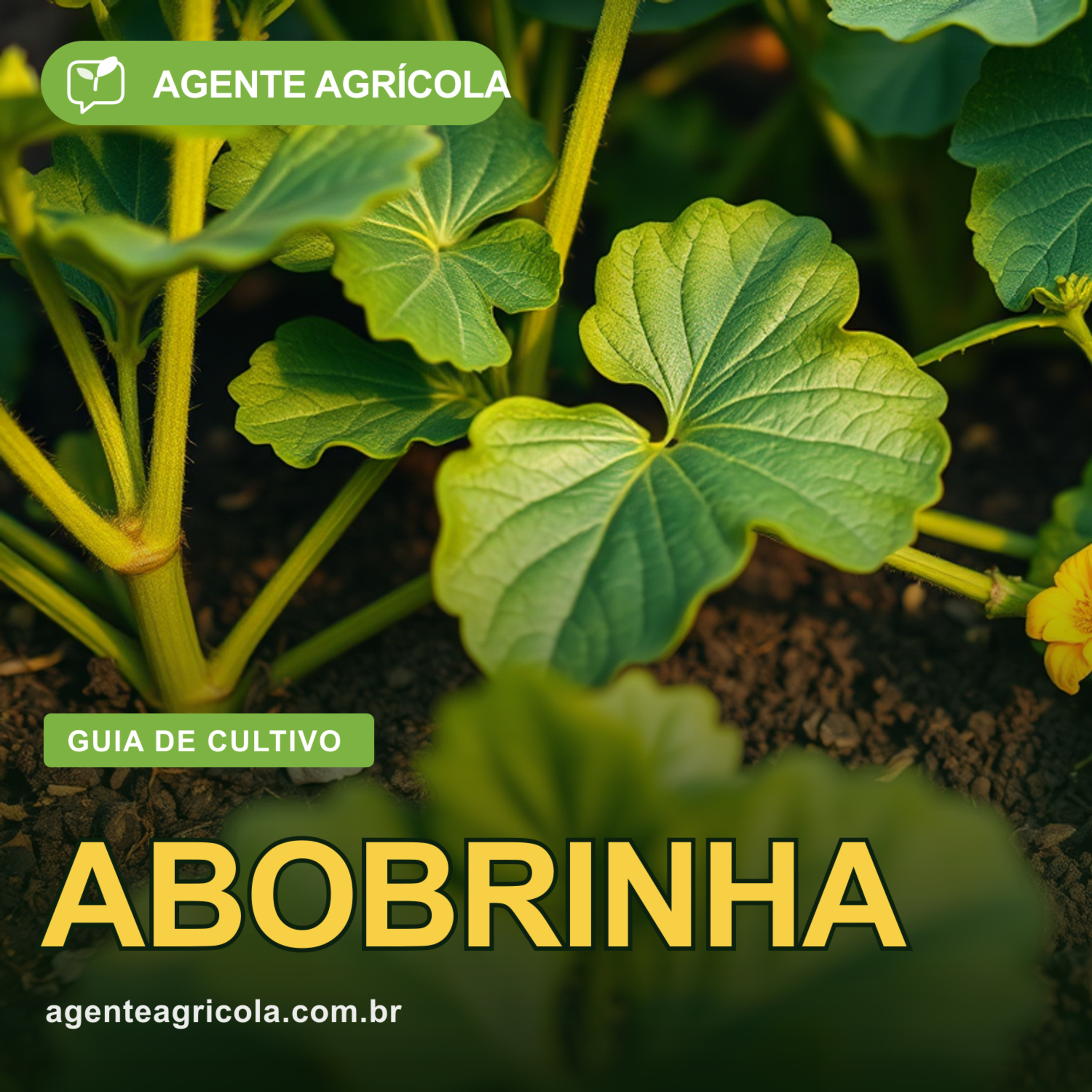 Abobrinha na horta: fácil, rápida e cheia de fruto episode artwork