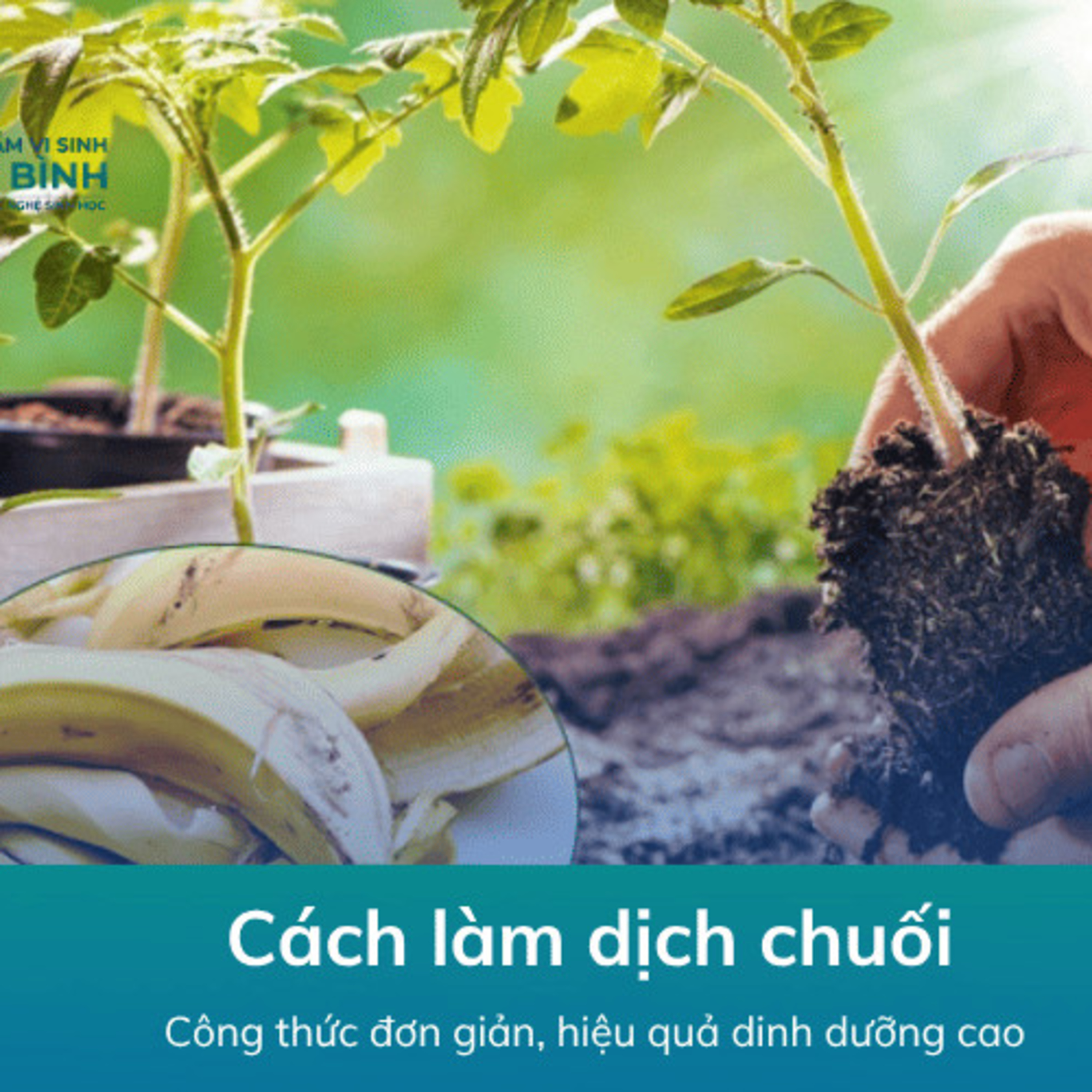 Cách Làm Dịch Chuối episode artwork