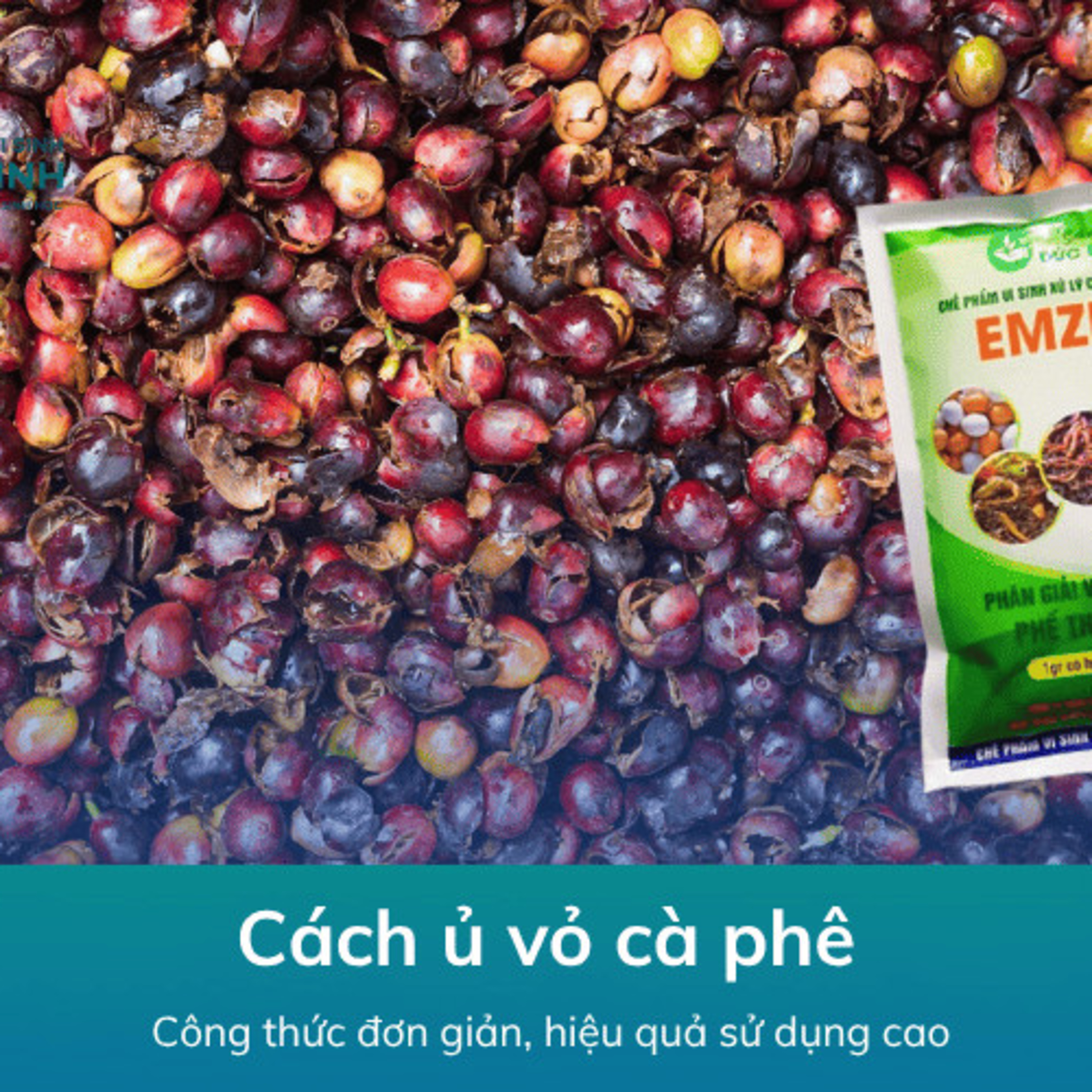 Cách Ủ Vỏ Cà Phê episode artwork