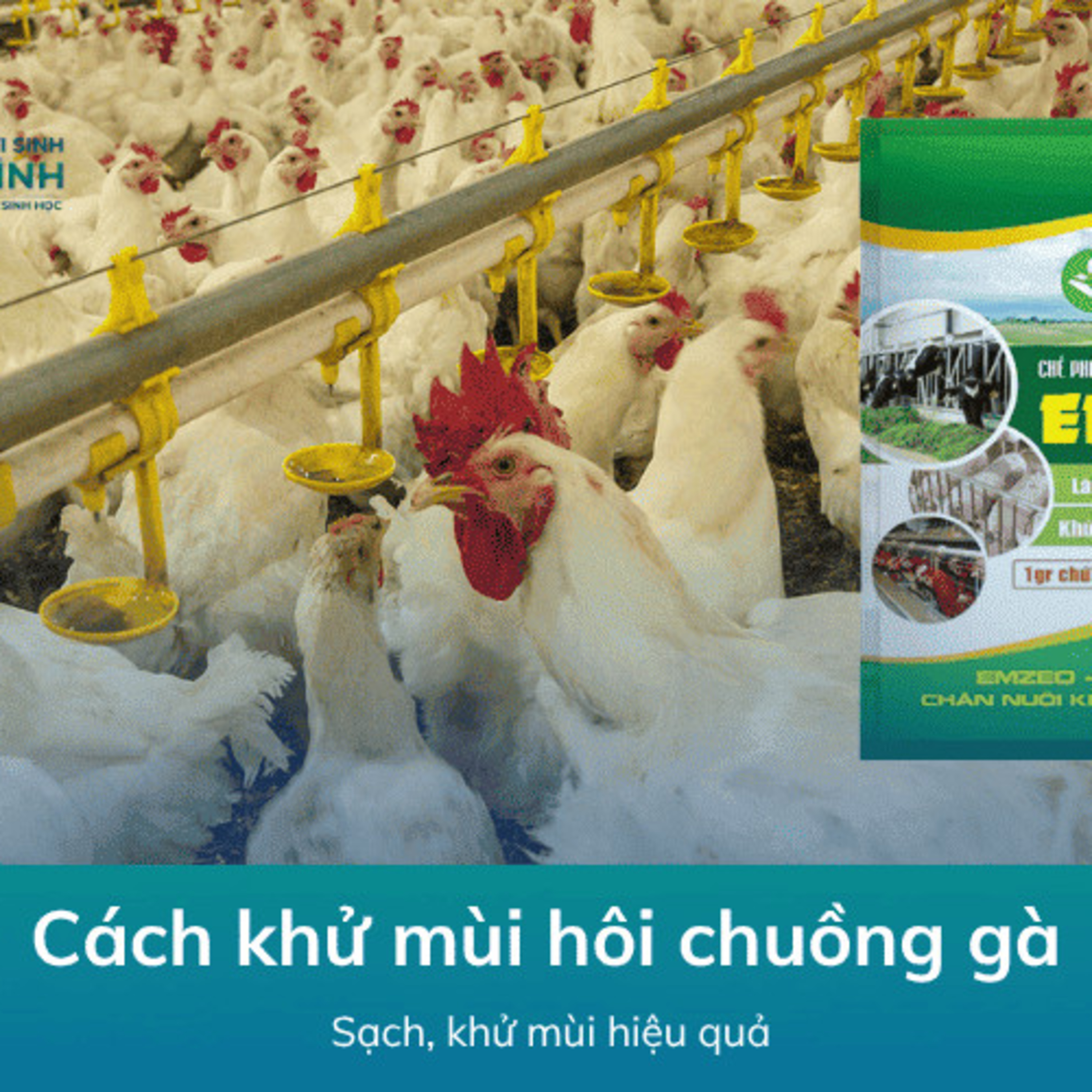 Cách khử mùi hôi chuồng gà  episode artwork
