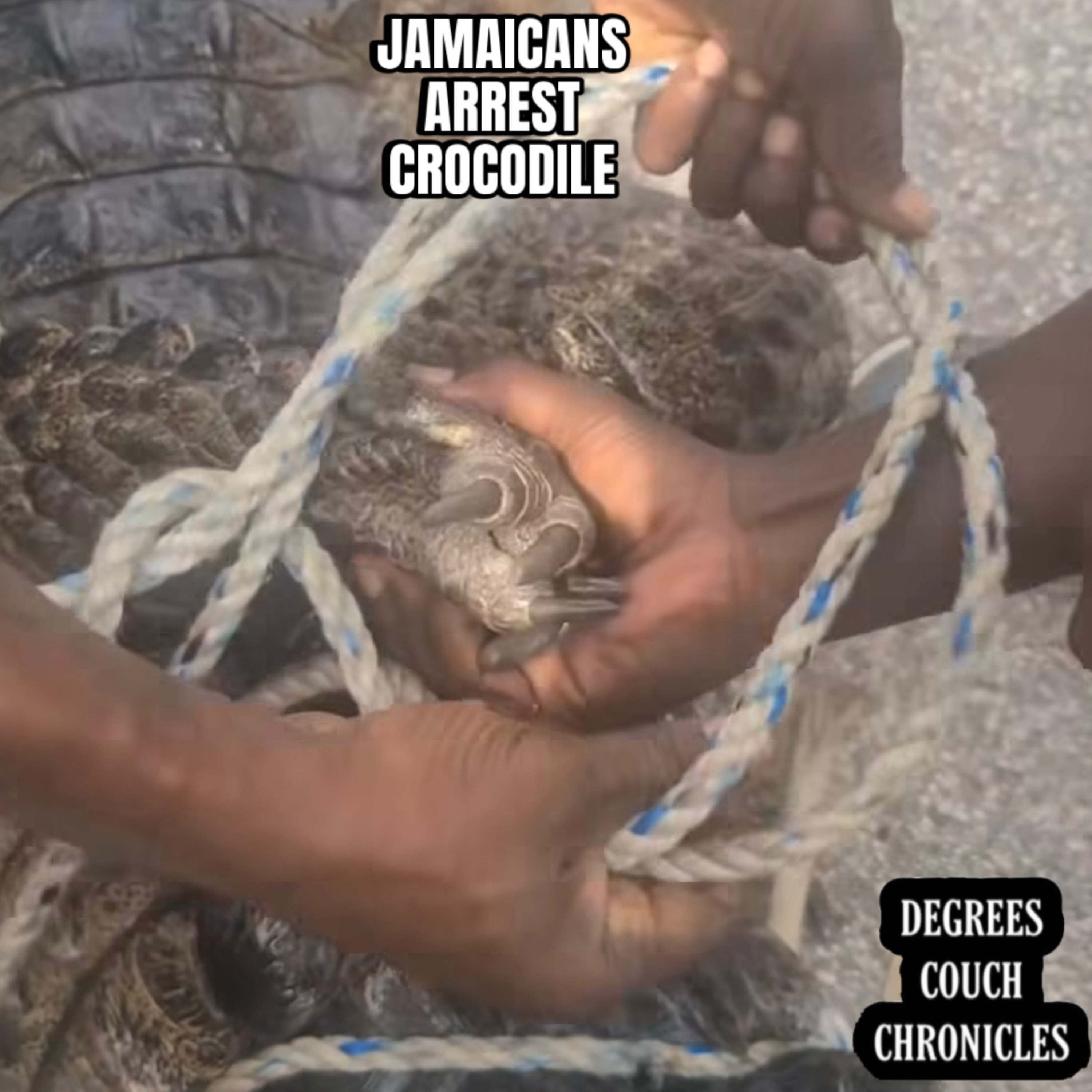 "Jamaicans Arrest Crocodile" Episode 223 episode artwork