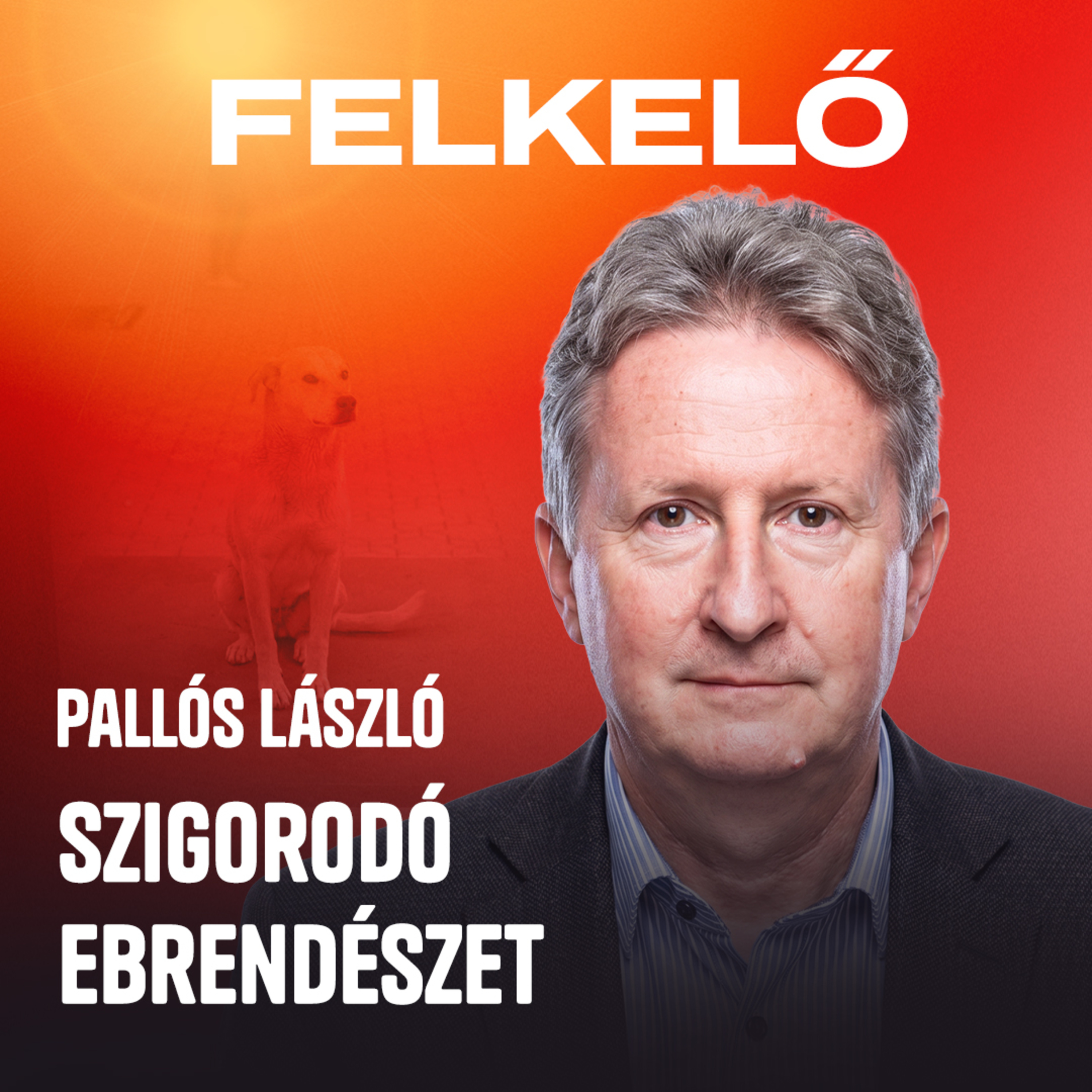 Többszázezer kóbor kutya nem látszik a rendszerben – Pallós László állatjólétért felelős helyettes államtitkár