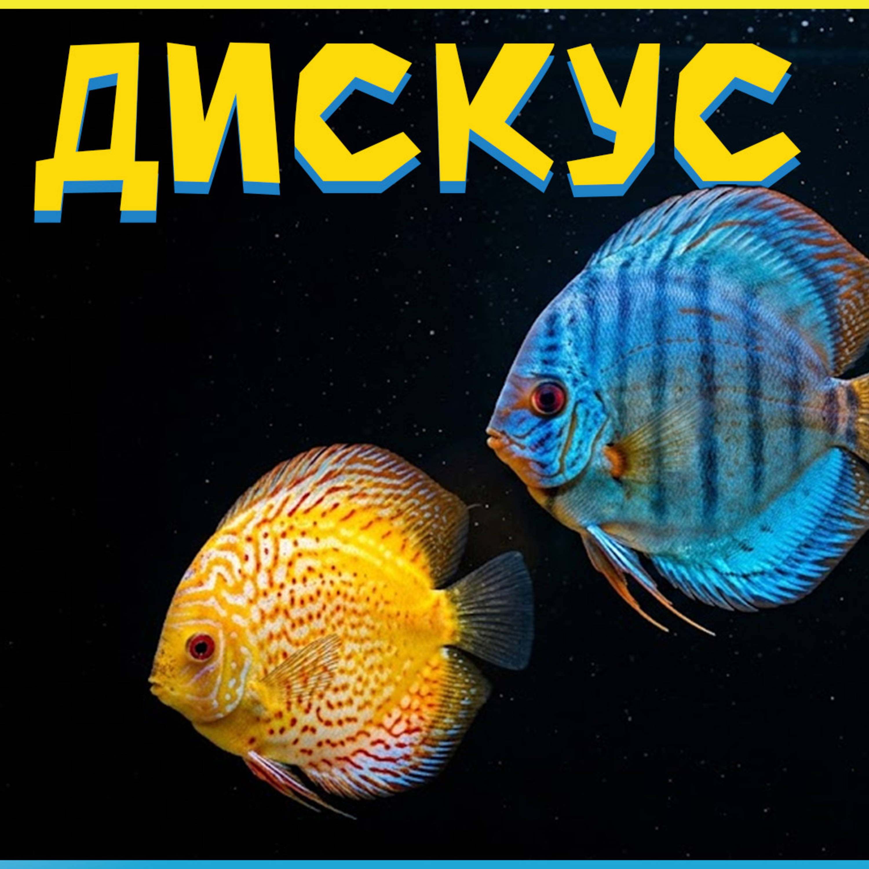 Риба Дискус - Външни белези и характеристики