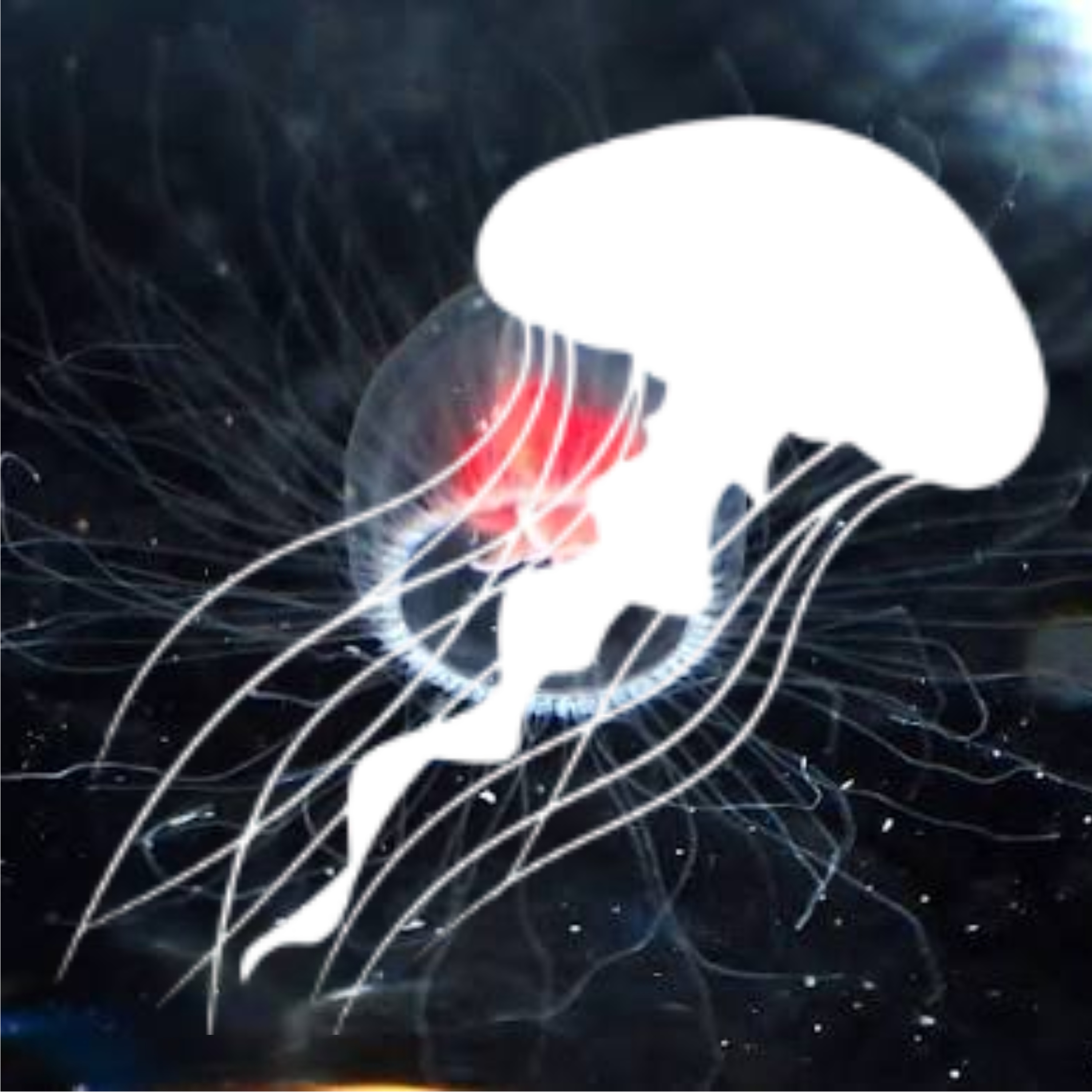 Immortal Jellyfish episode artwork