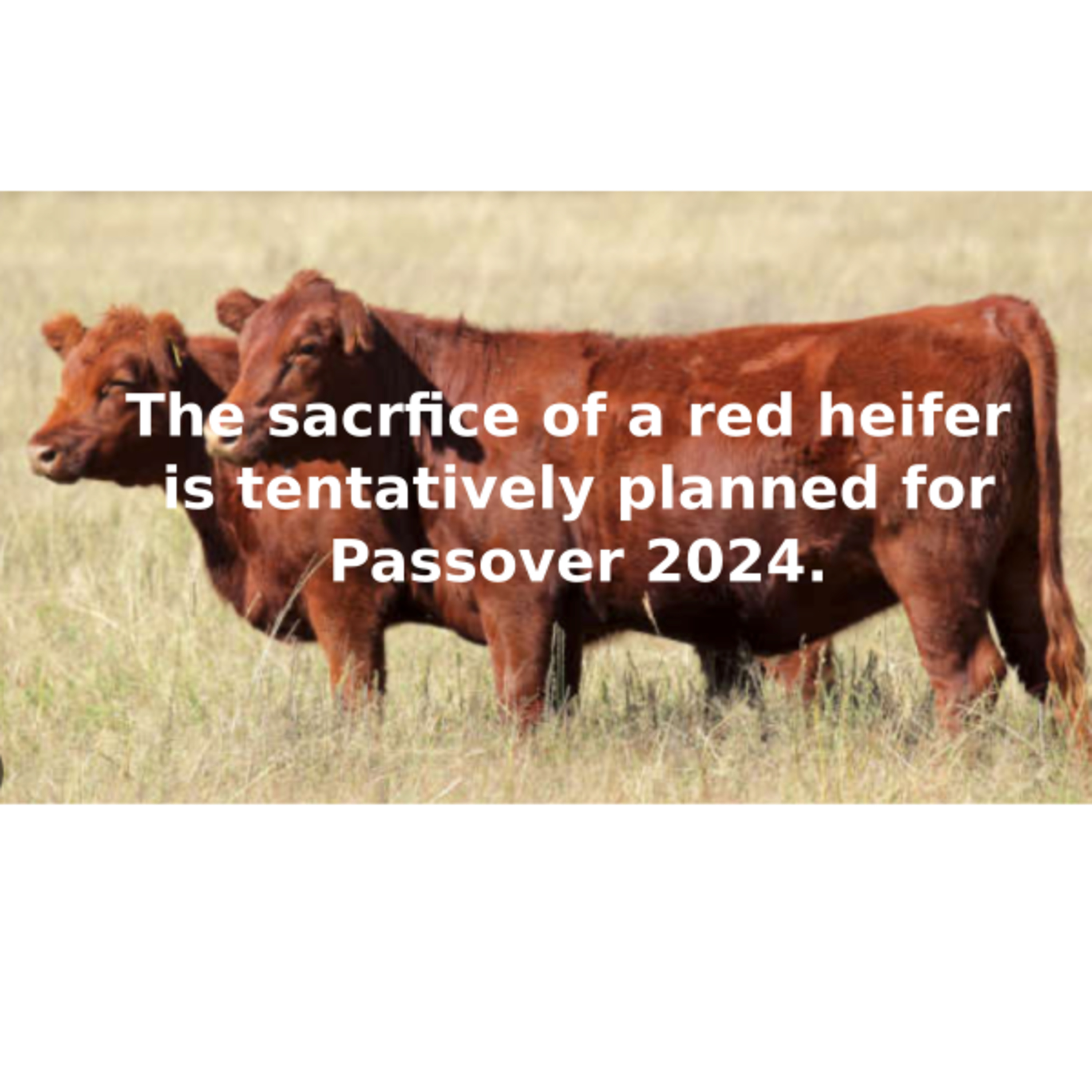 Israel to Restart Sacrificing Animals in Shiloh episode artwork