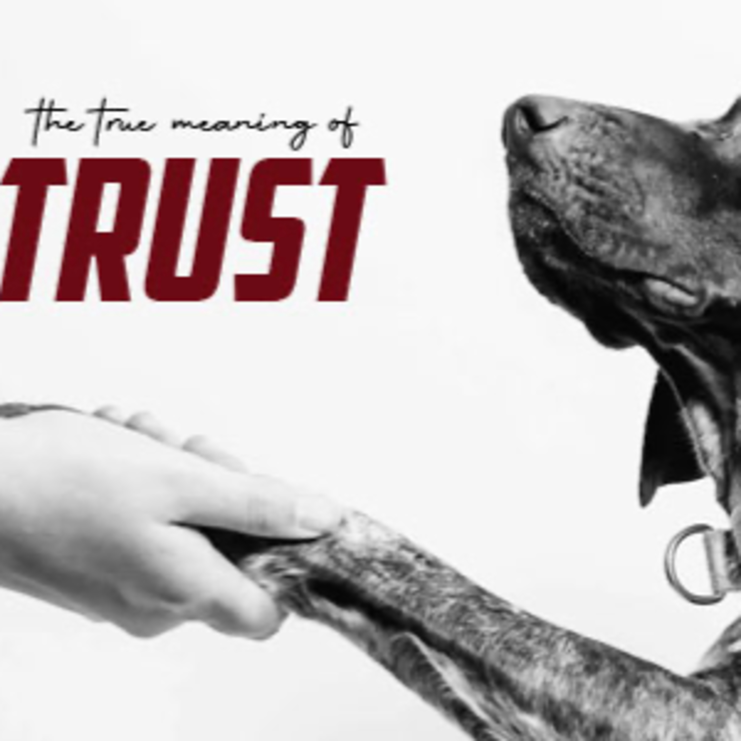 The True Meaning of Trust episode artwork