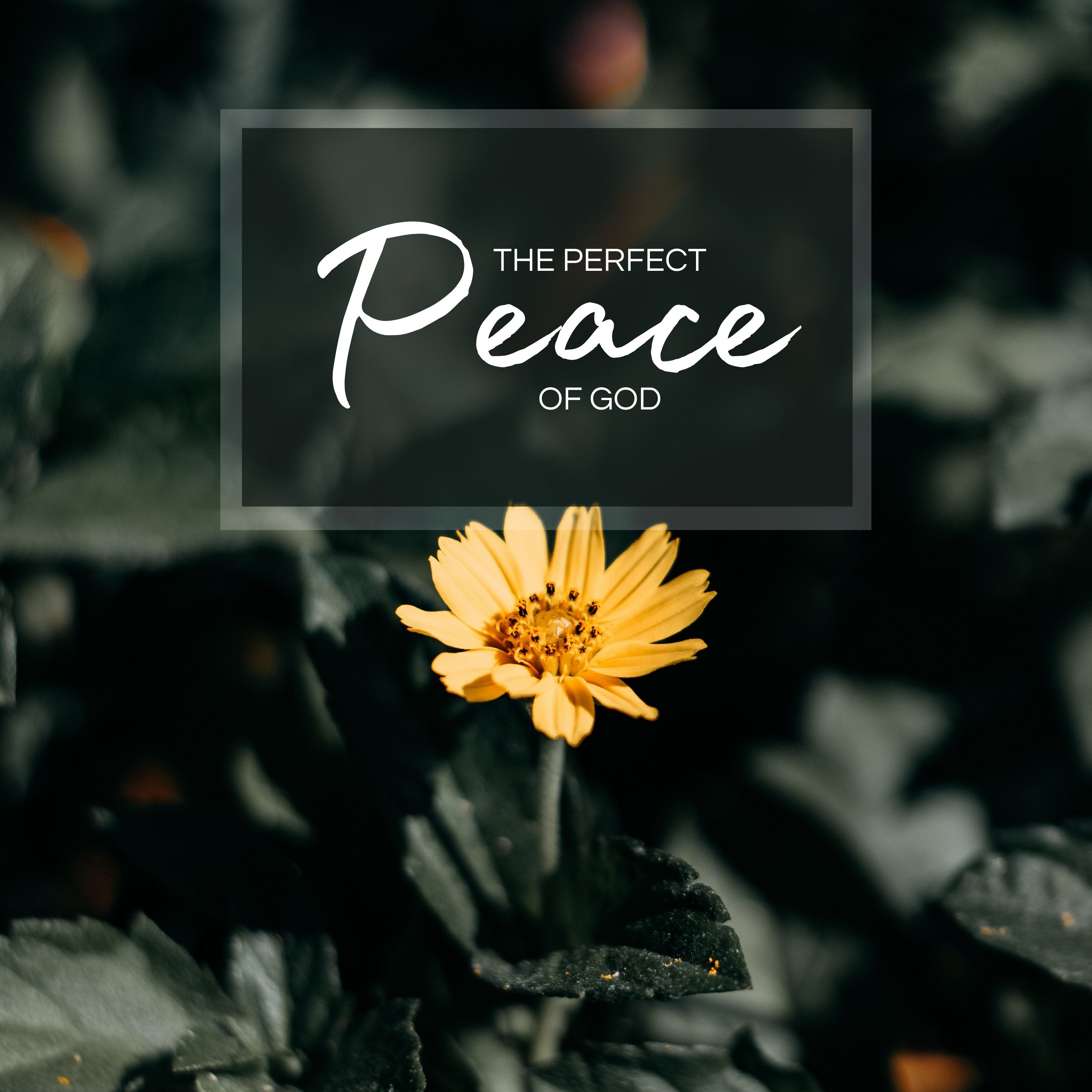 The Perfect Peace of God episode artwork