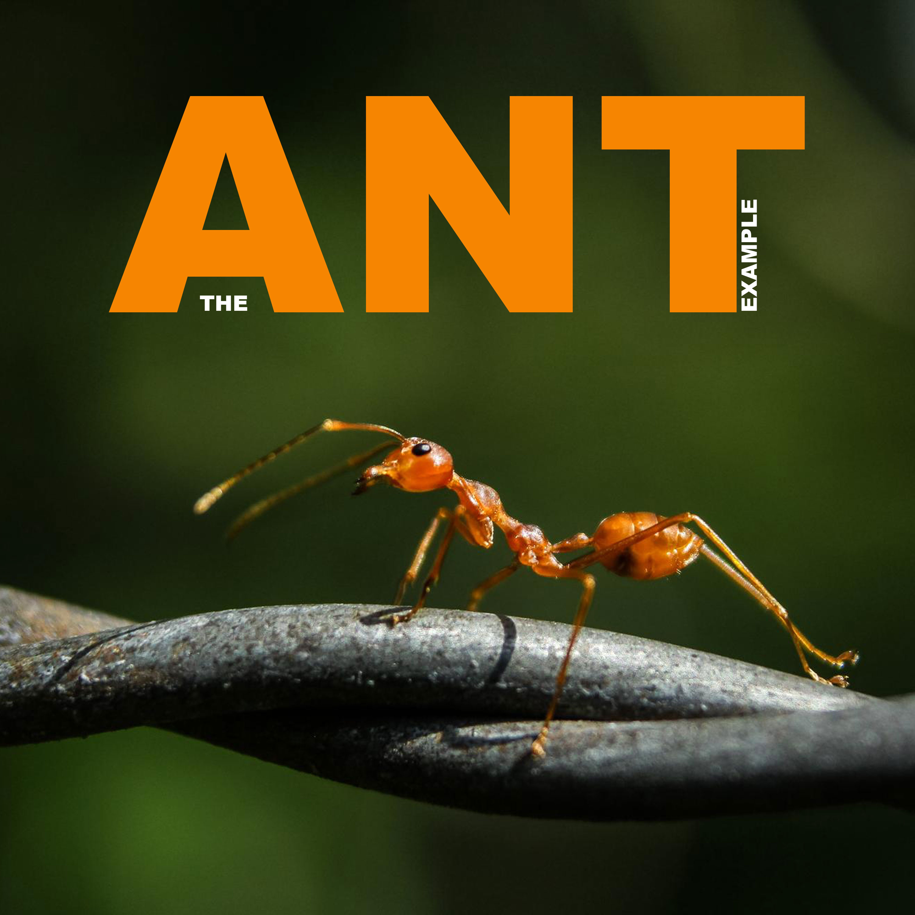 The Ant Example episode artwork