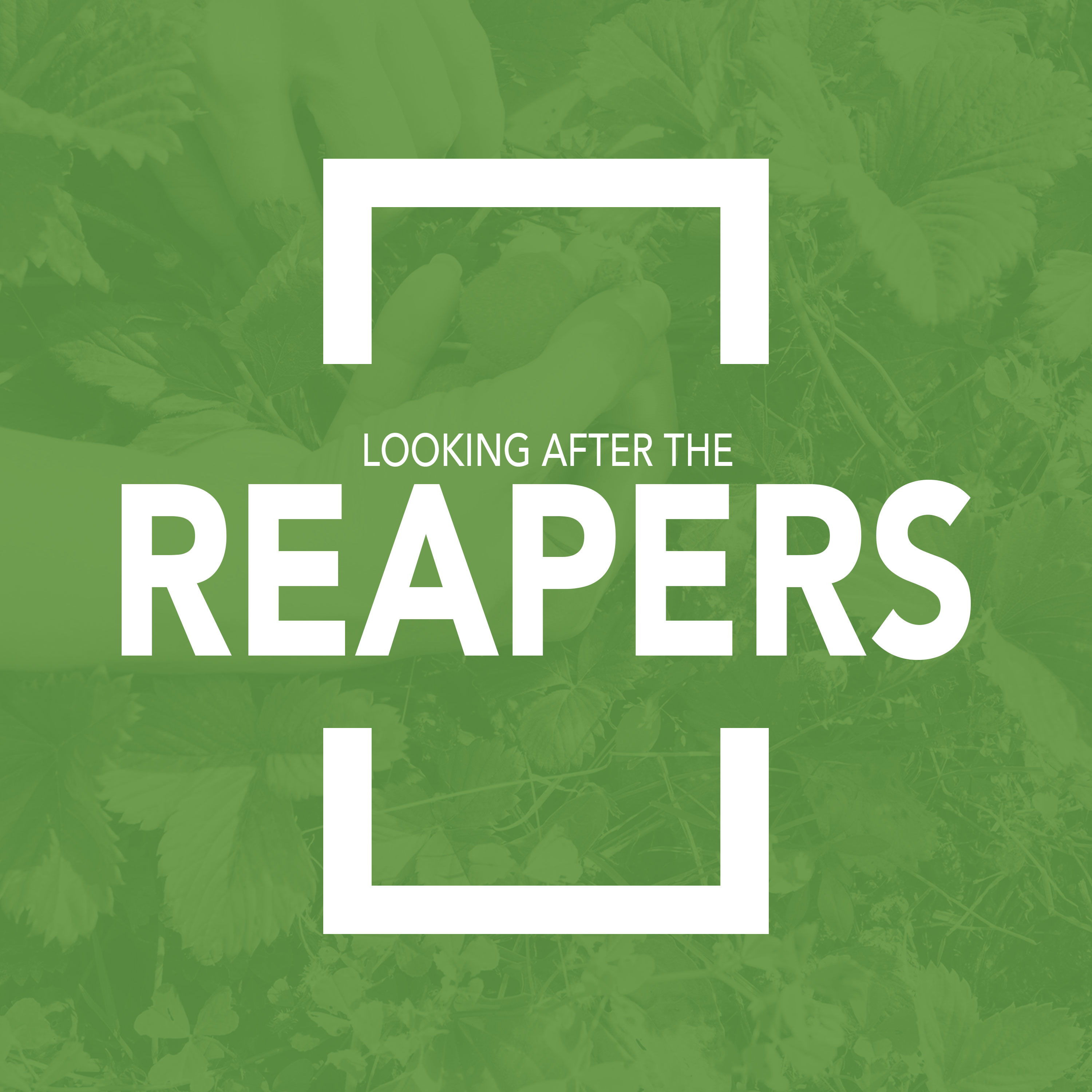 Looking After the Reapers episode artwork