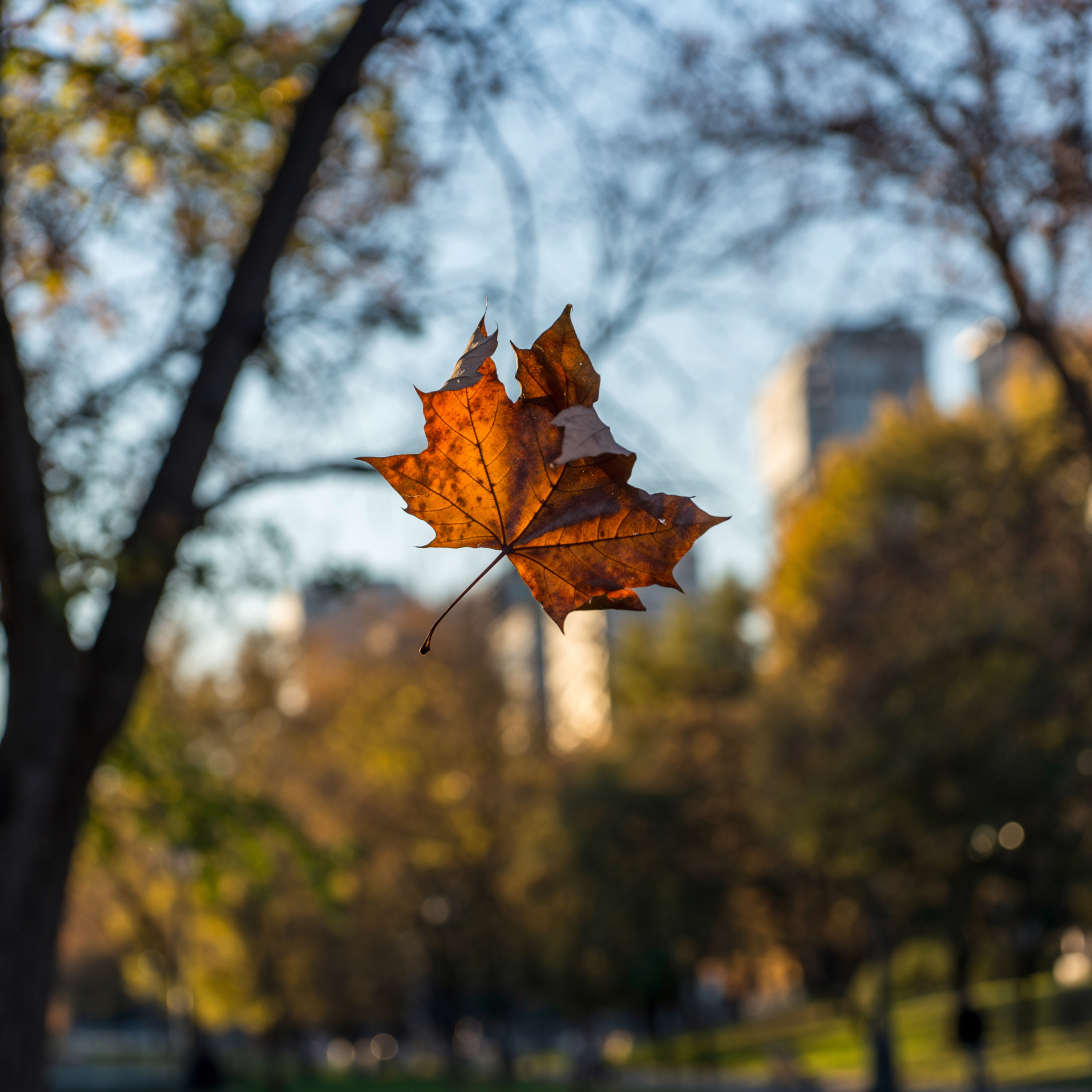 SCB PODCAST(サテライトシティブックスポッドキャスト)