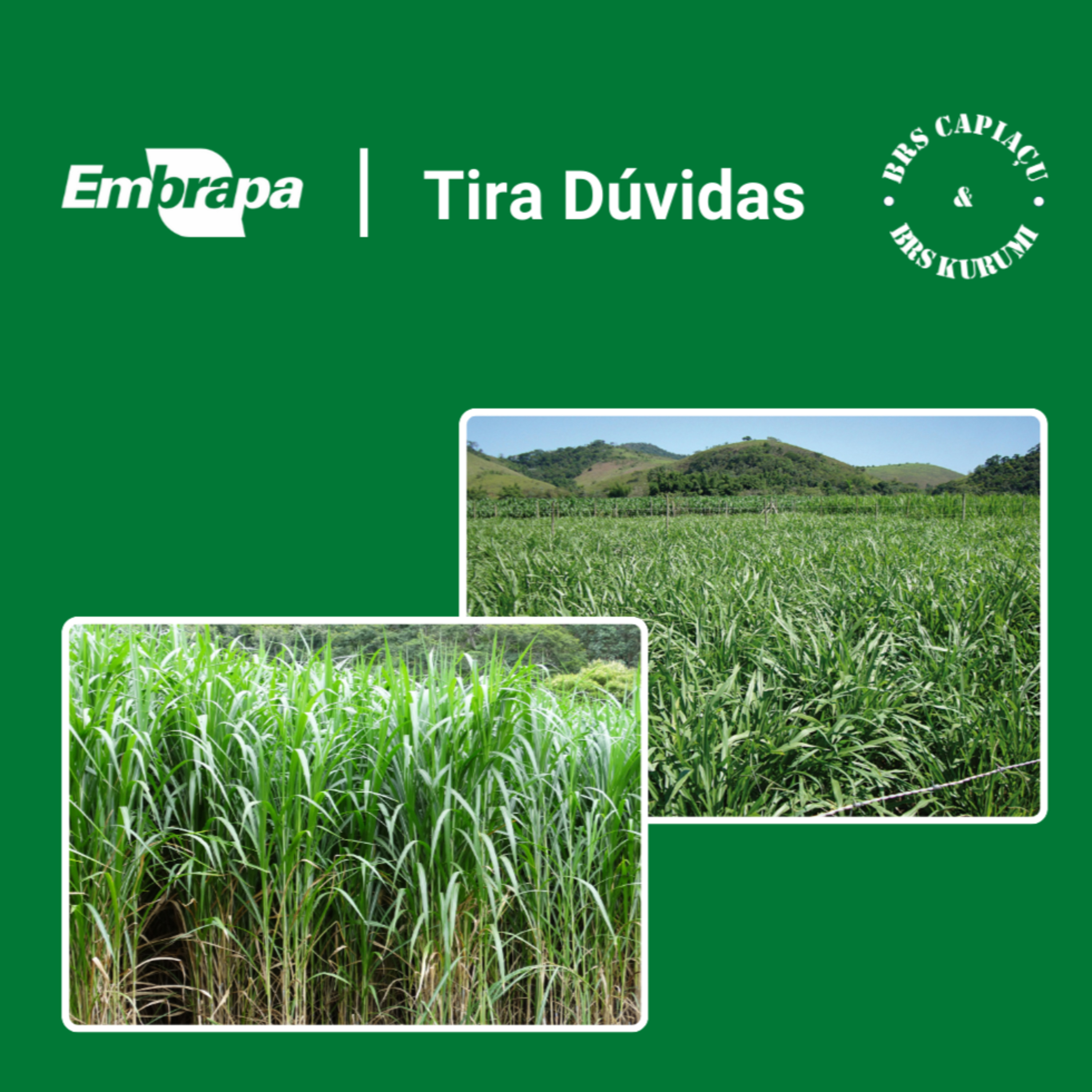 Embrapa Gado de Leite