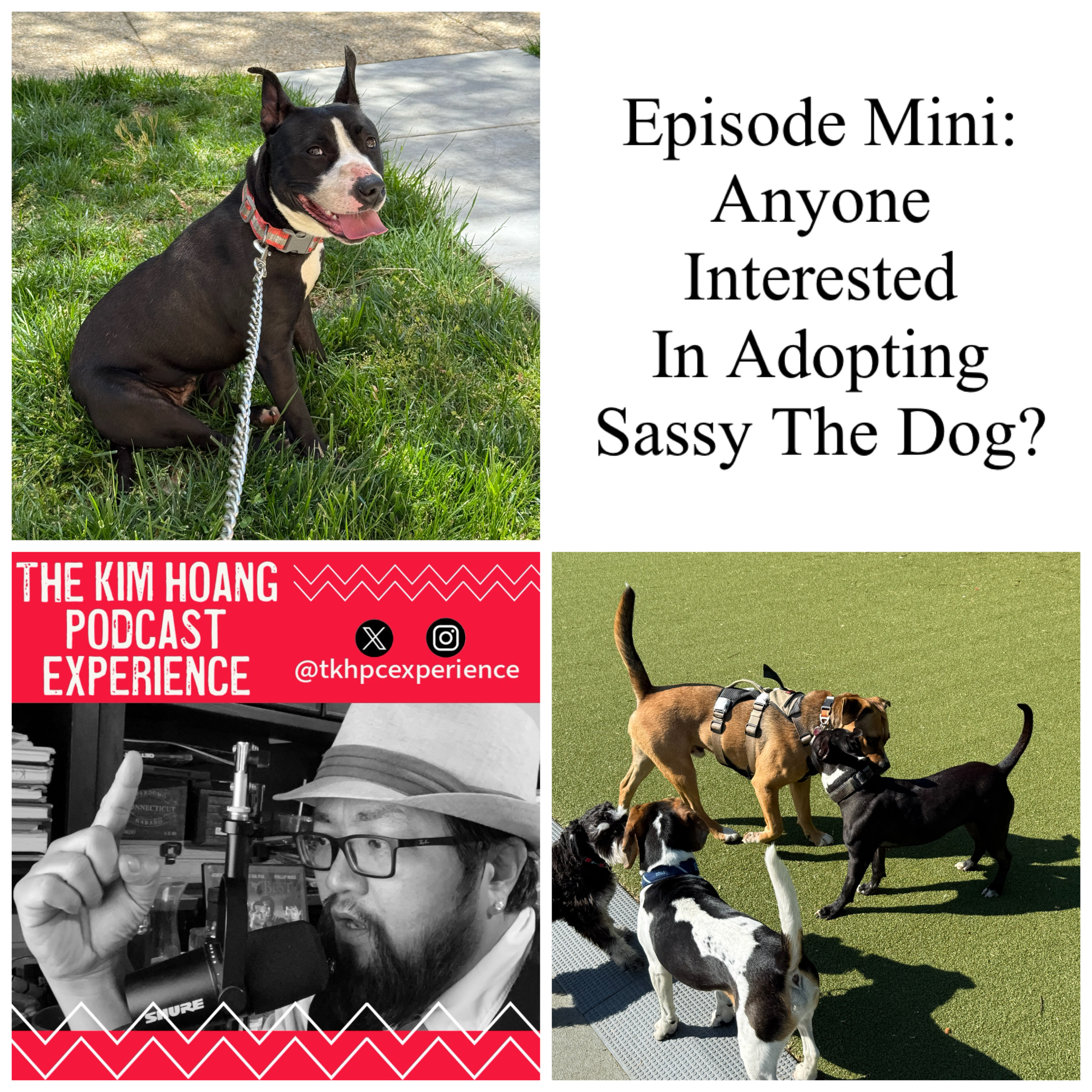 Episode Mini: Anyone Interested In Adopting Sassy The Dog? episode artwork