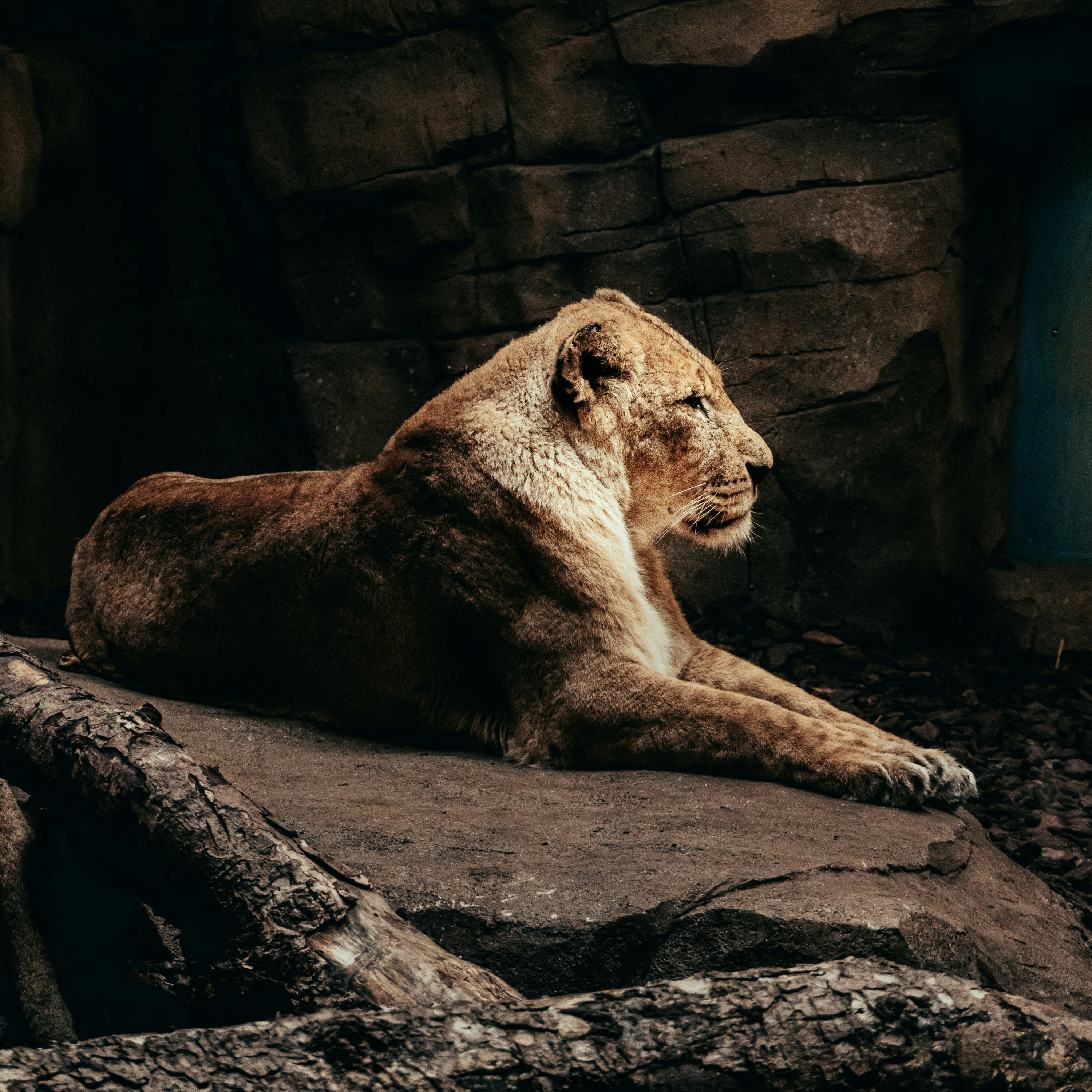 Not Home Yet! The Lion's Den - Daniel 6